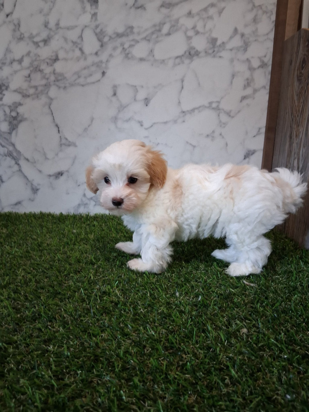 MALTIPOO MALE AND FEMALE AVAILABLE