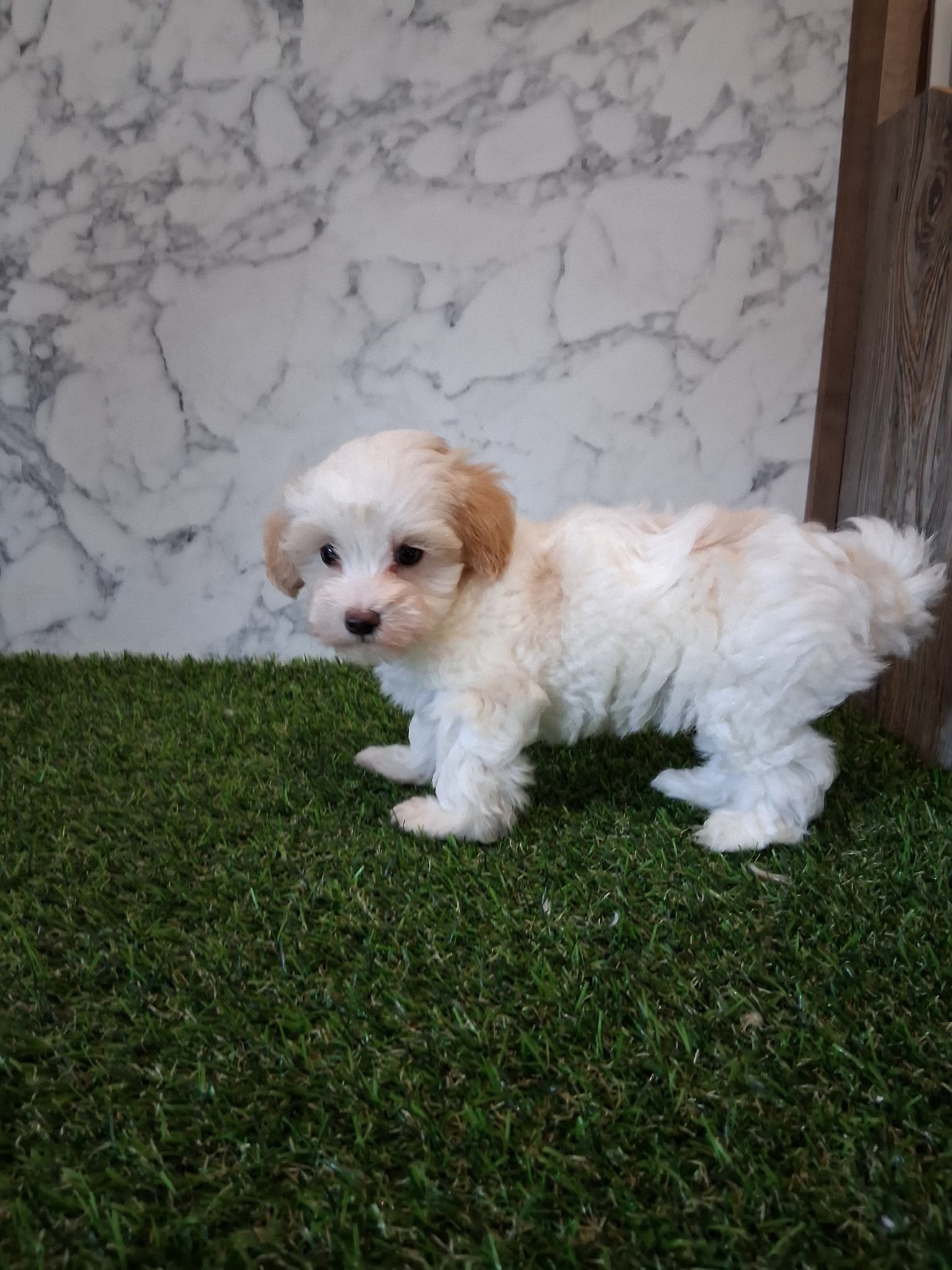 MALTIPOO MALE AND FEMALE AVAILABLE