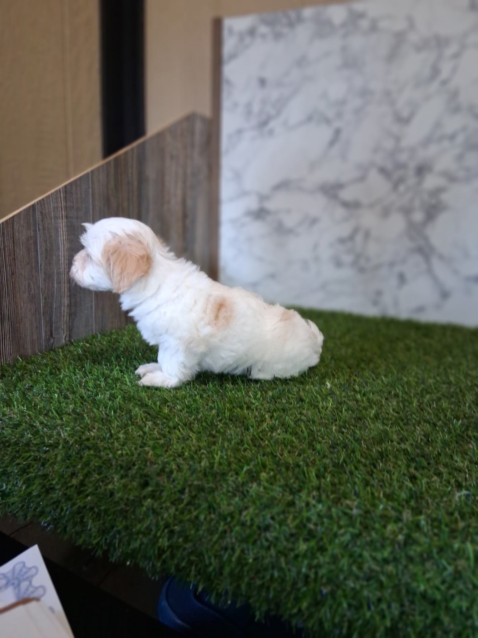 MALTIPOO MALE AND FEMALE AVAILABLE