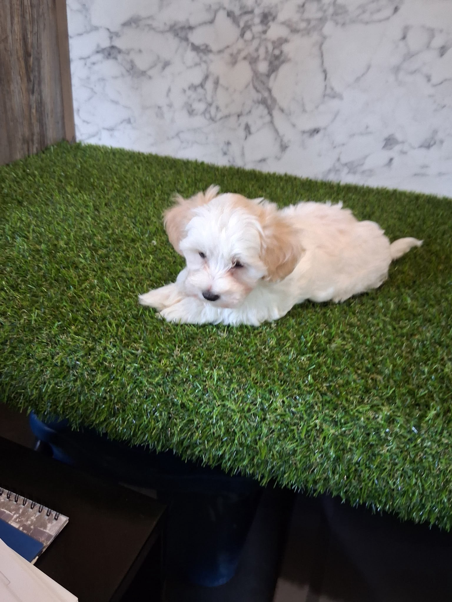 MALTIPOO MALE AND FEMALE AVAILABLE