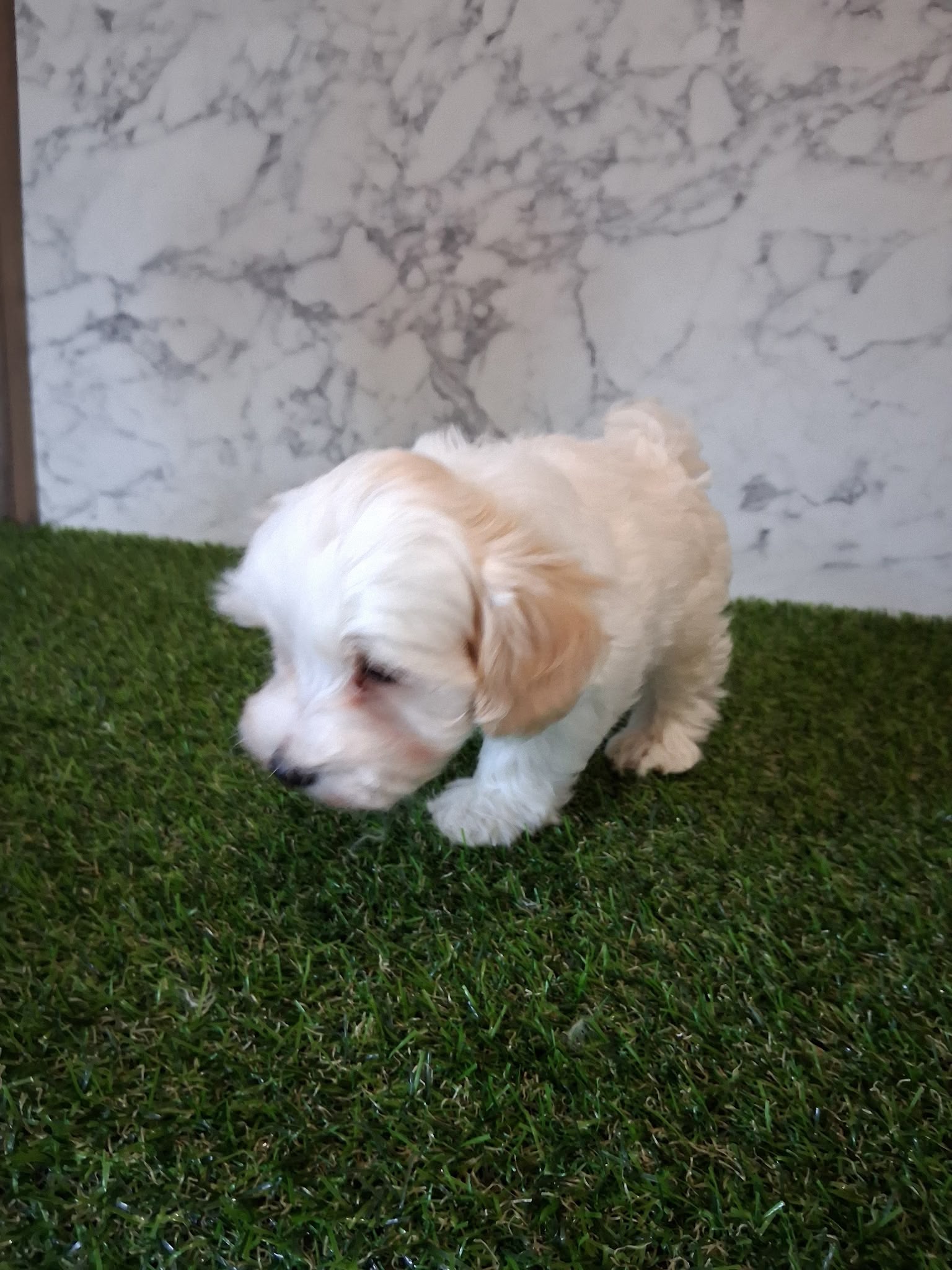 MALTIPOO MALE AND FEMALE AVAILABLE