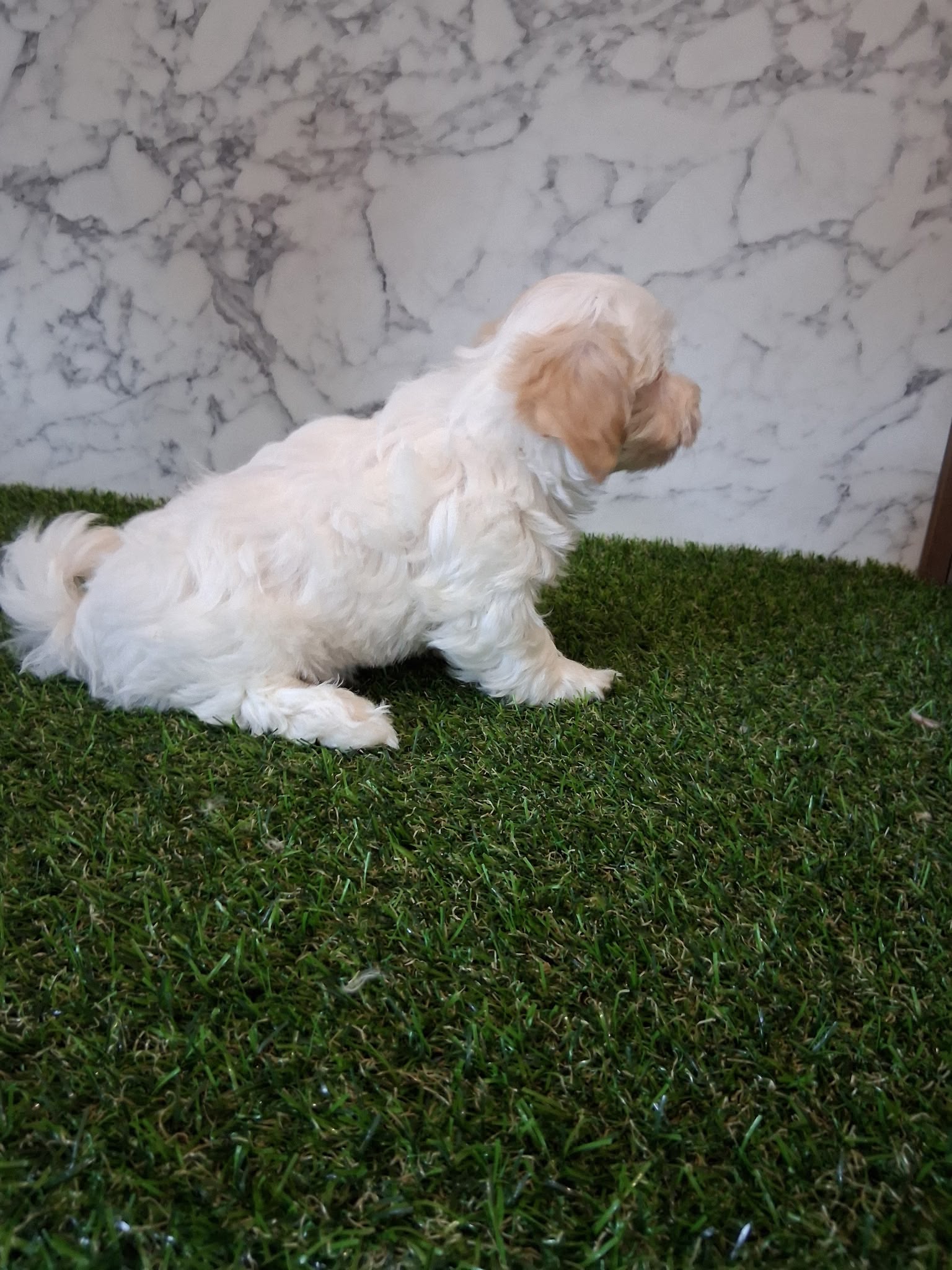 MALTIPOO MALE AND FEMALE AVAILABLE