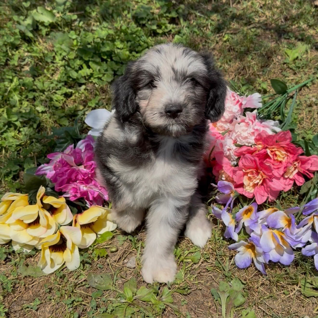 MERLE MINI GOLDENDOODLE