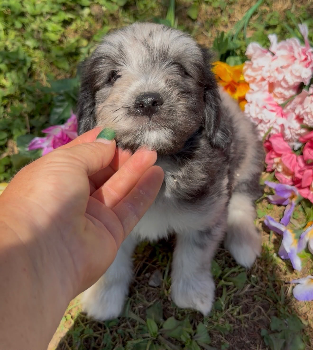 MERLE MINI GOLDENDOODLE