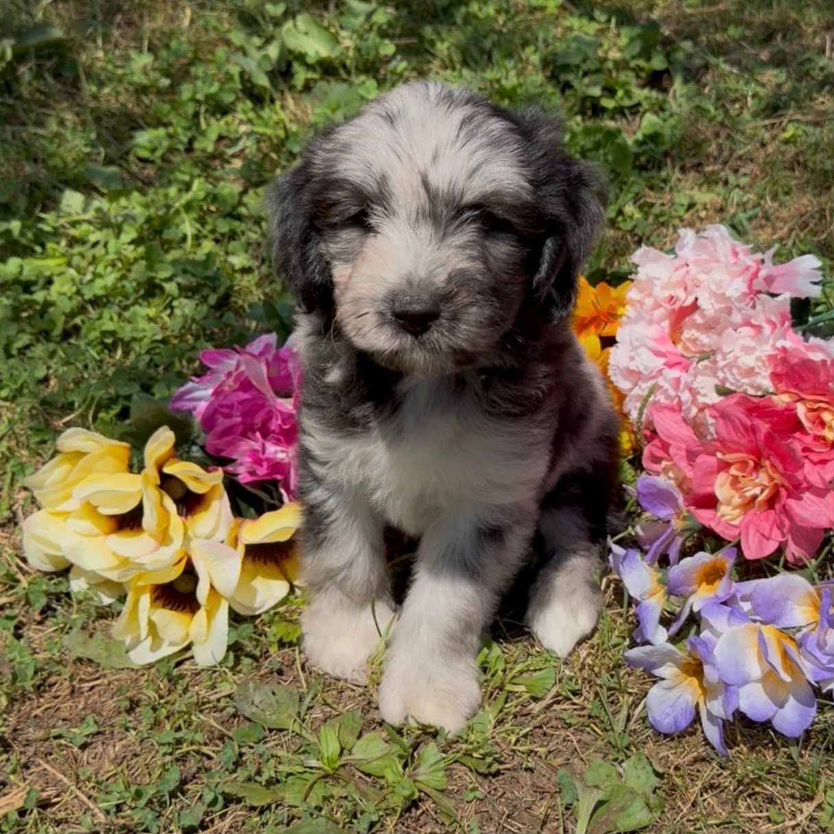 MERLE MINI GOLDENDOODLE