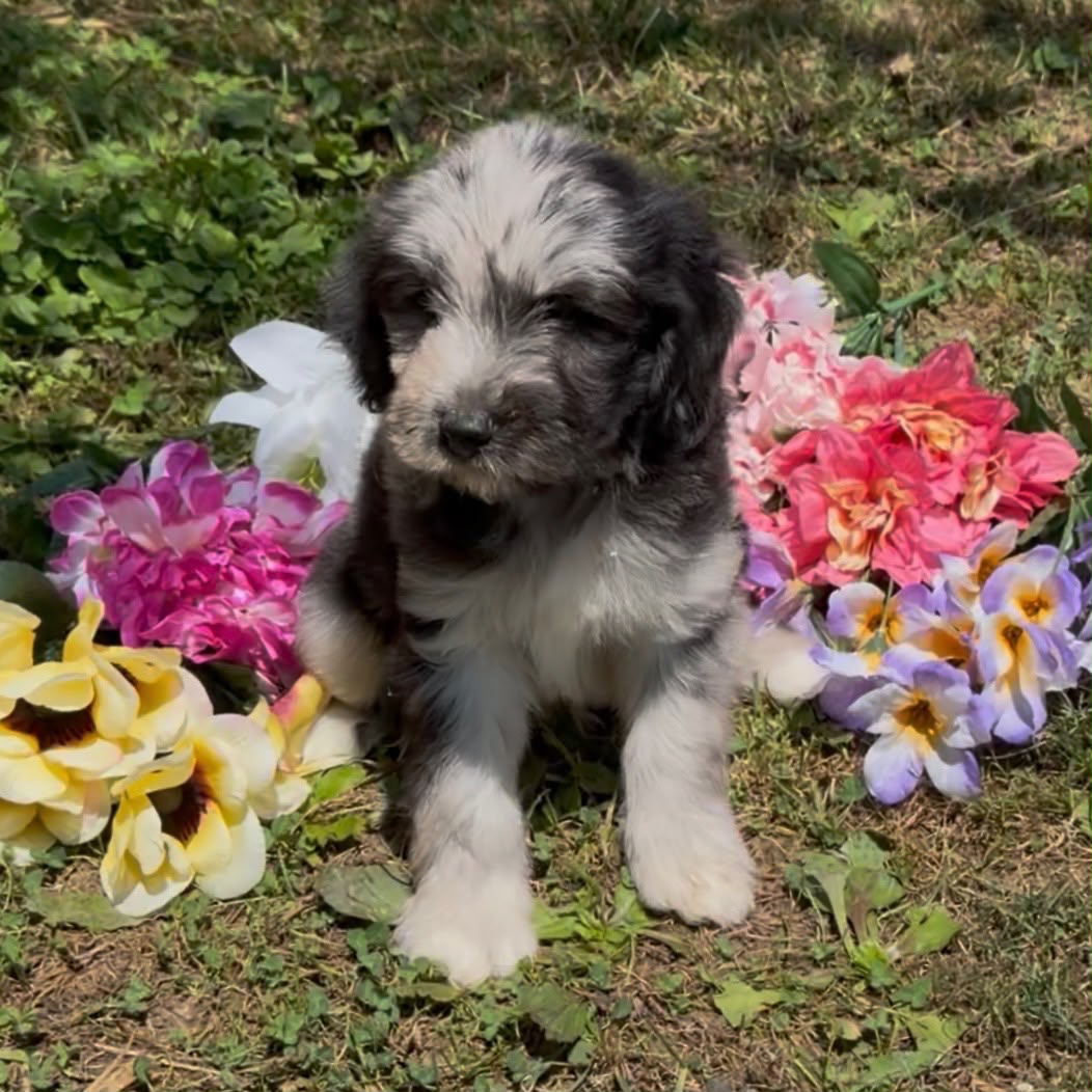 MERLE MINI GOLDENDOODLE