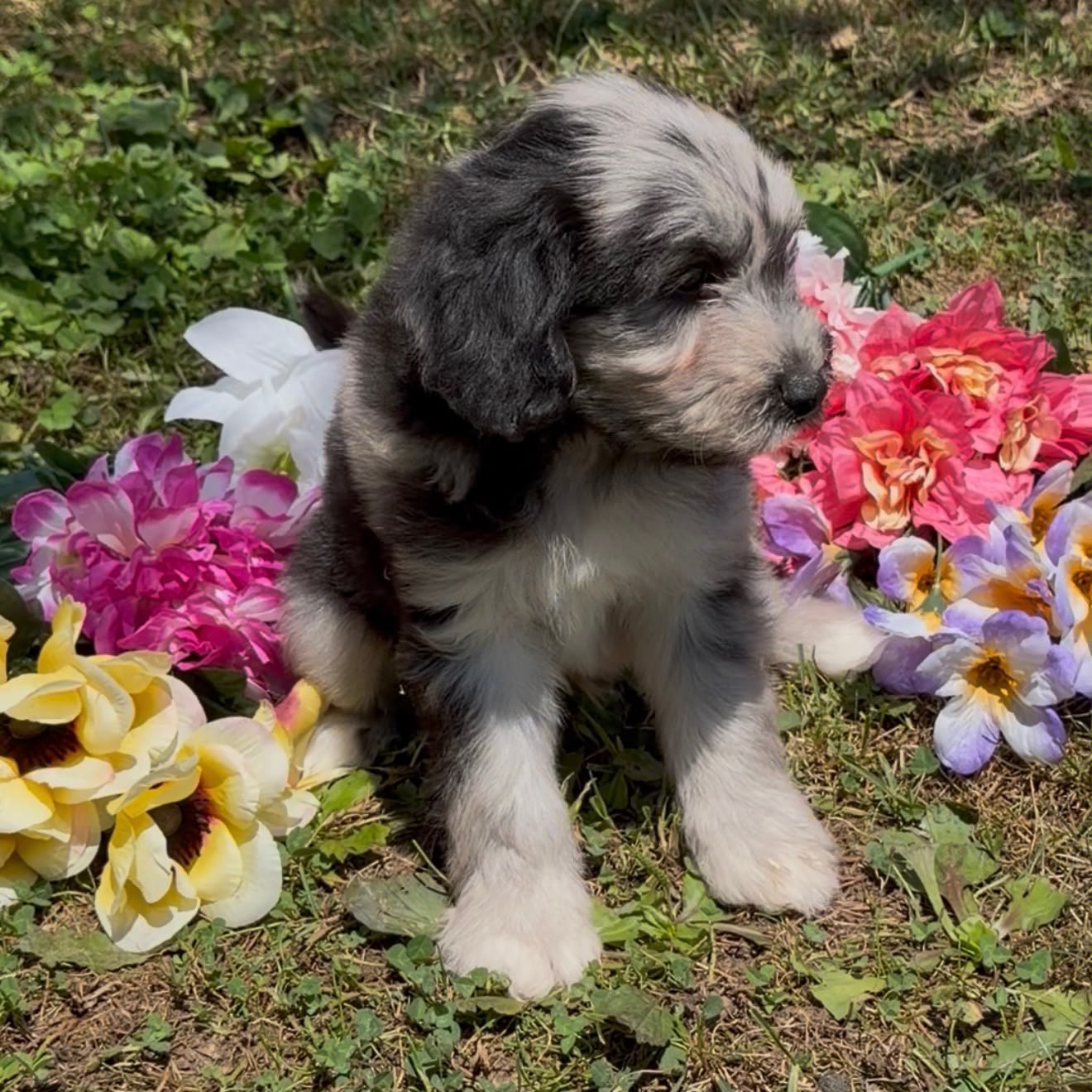 MERLE MINI GOLDENDOODLE