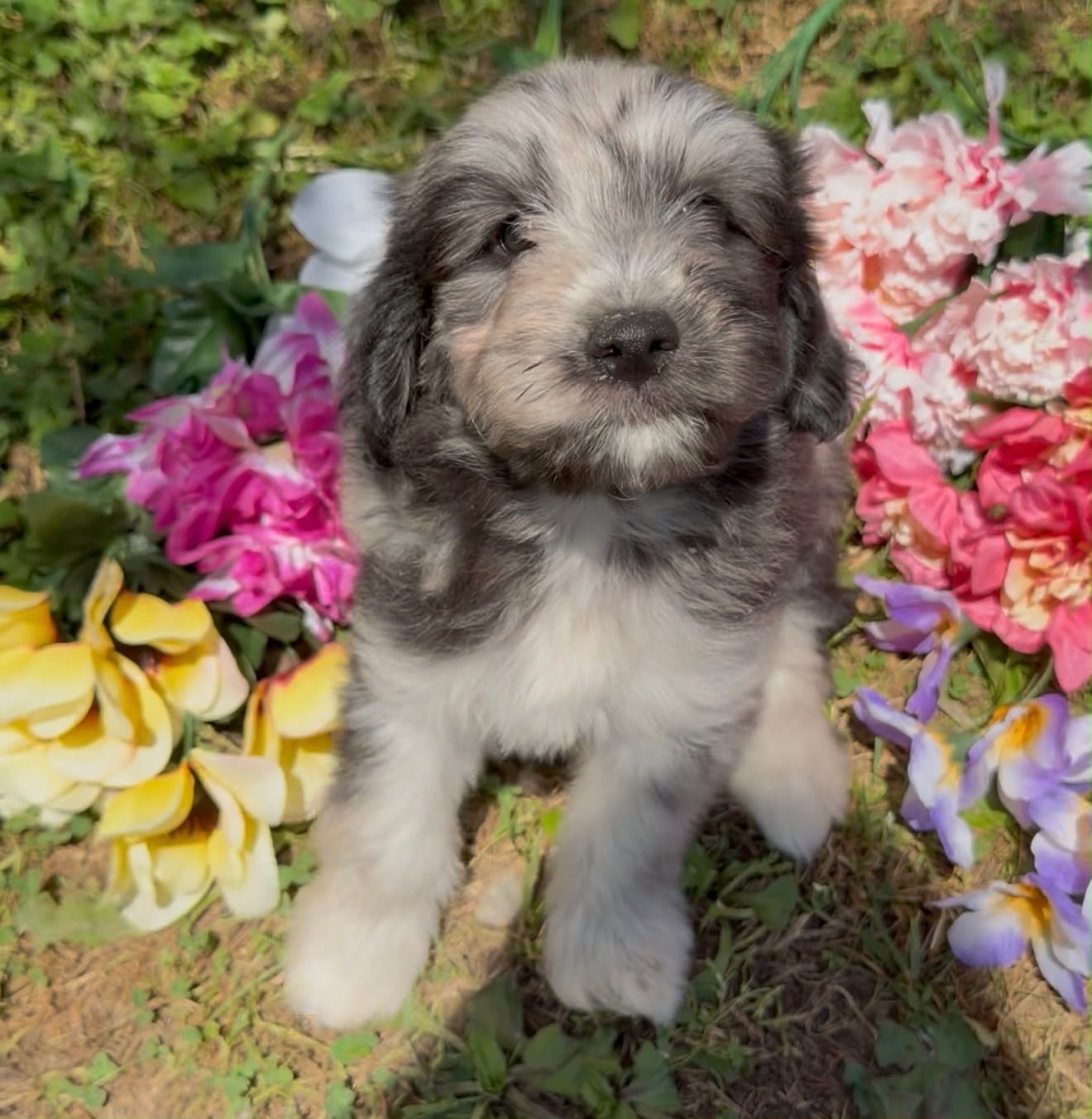 MERLE MINI GOLDENDOODLE