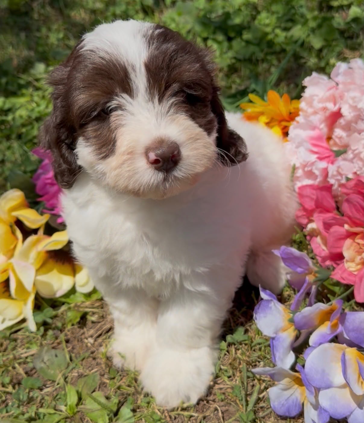 MERLE MINI GOLDENDOODLE FEMALE