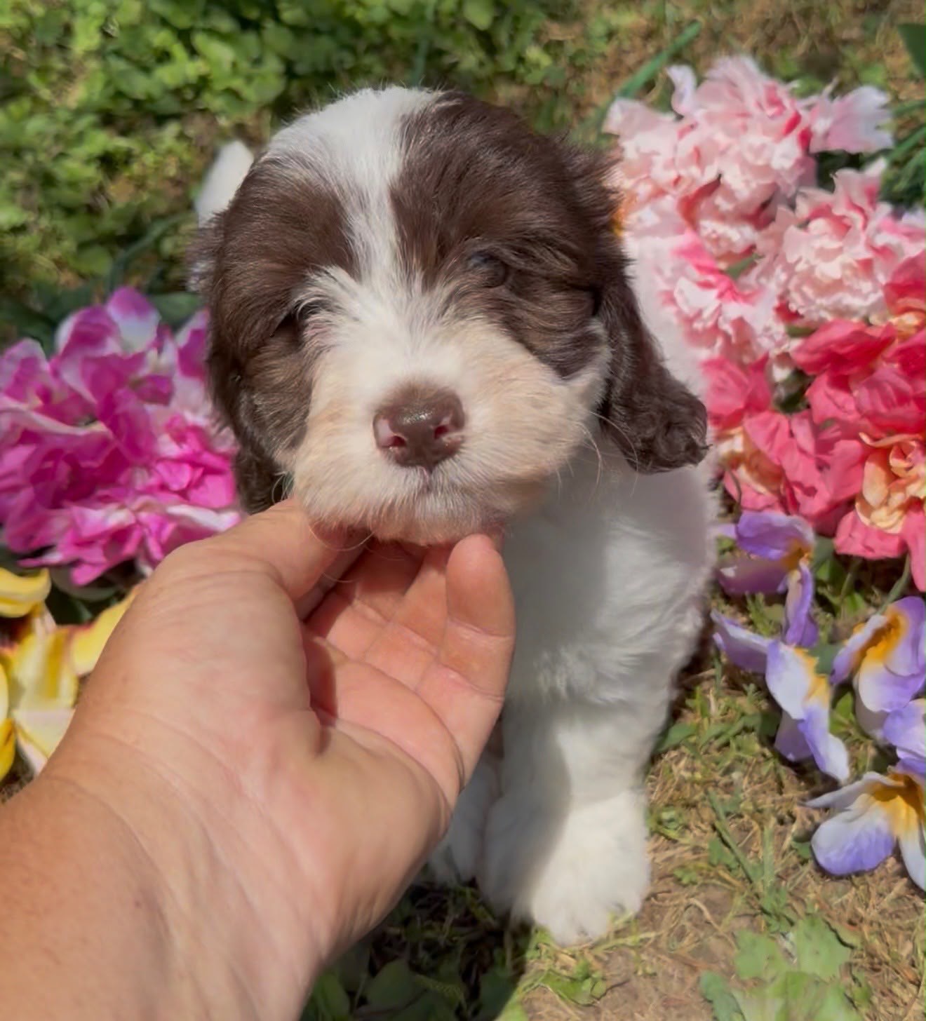 MERLE MINI GOLDENDOODLE FEMALE