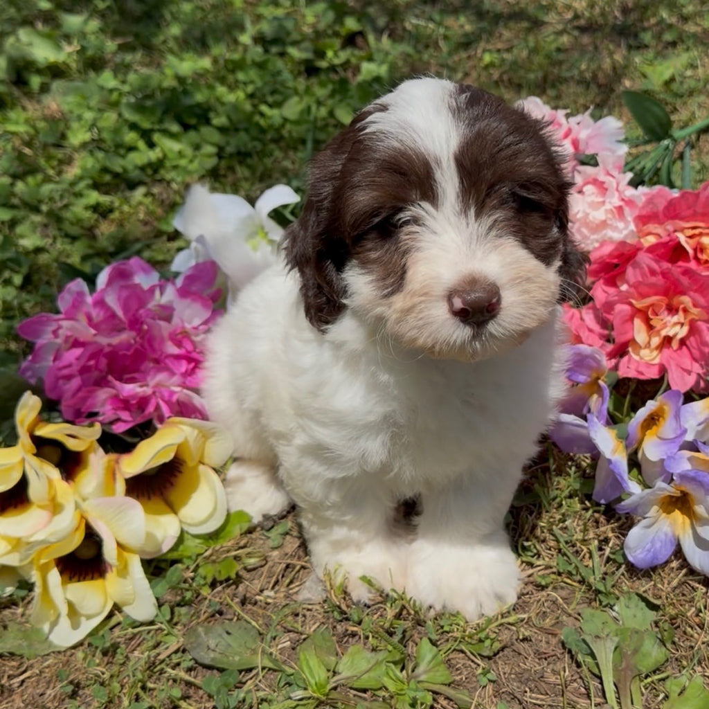 MERLE MINI GOLDENDOODLE FEMALE