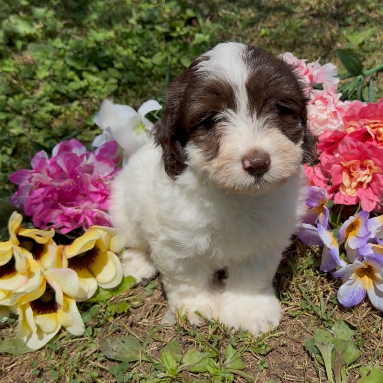 MERLE MINI GOLDENDOODLE FEMALE
