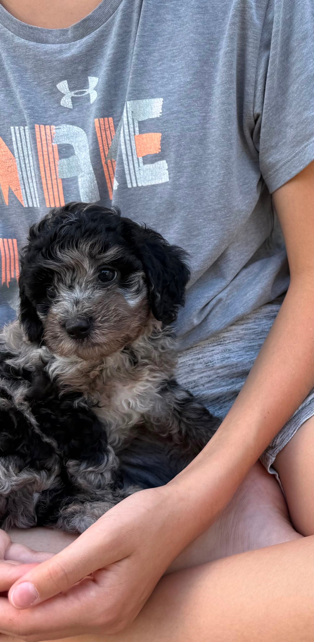 MERLE CAVAPOO MALE