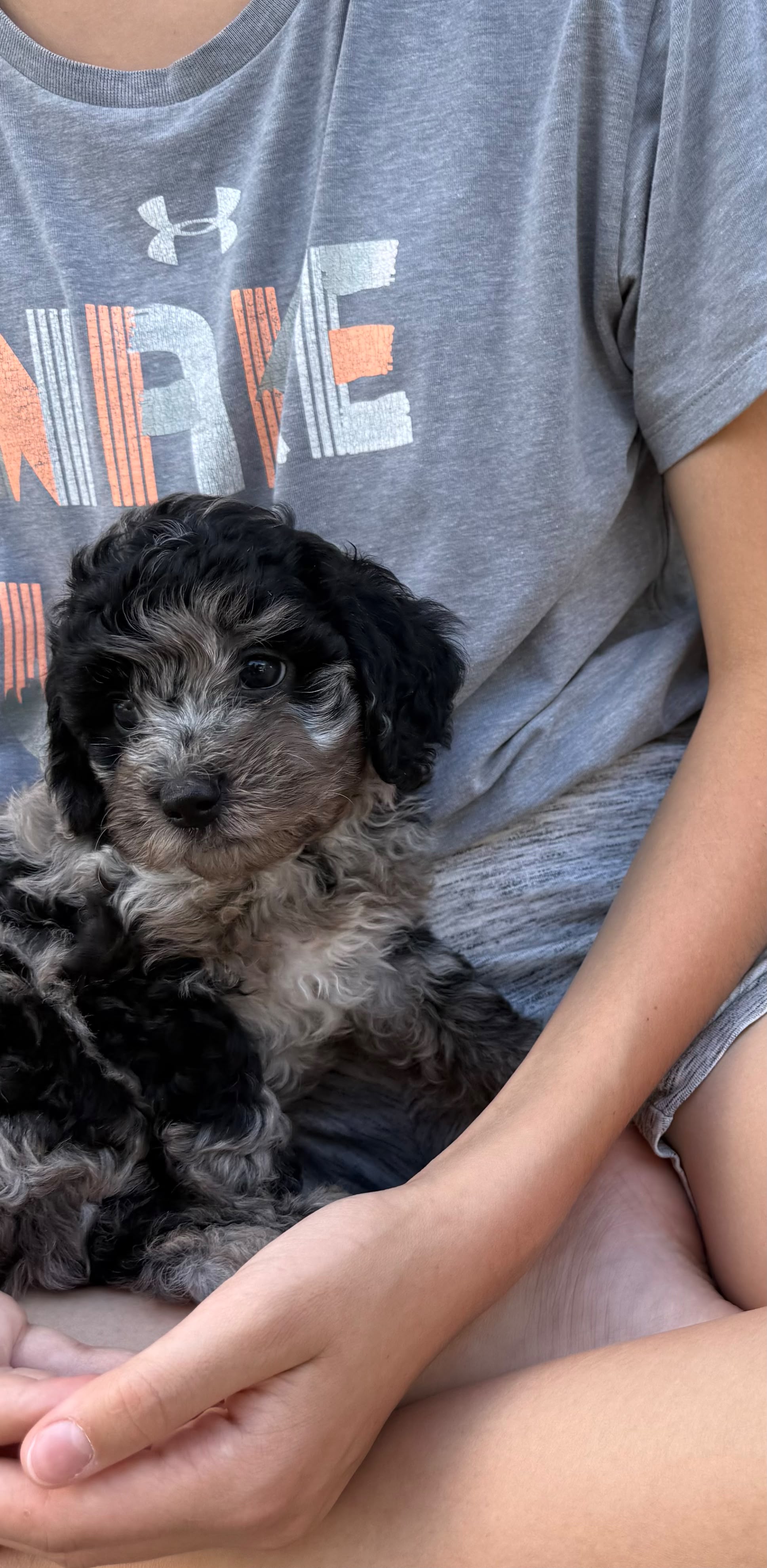 MERLE CAVAPOO MALE