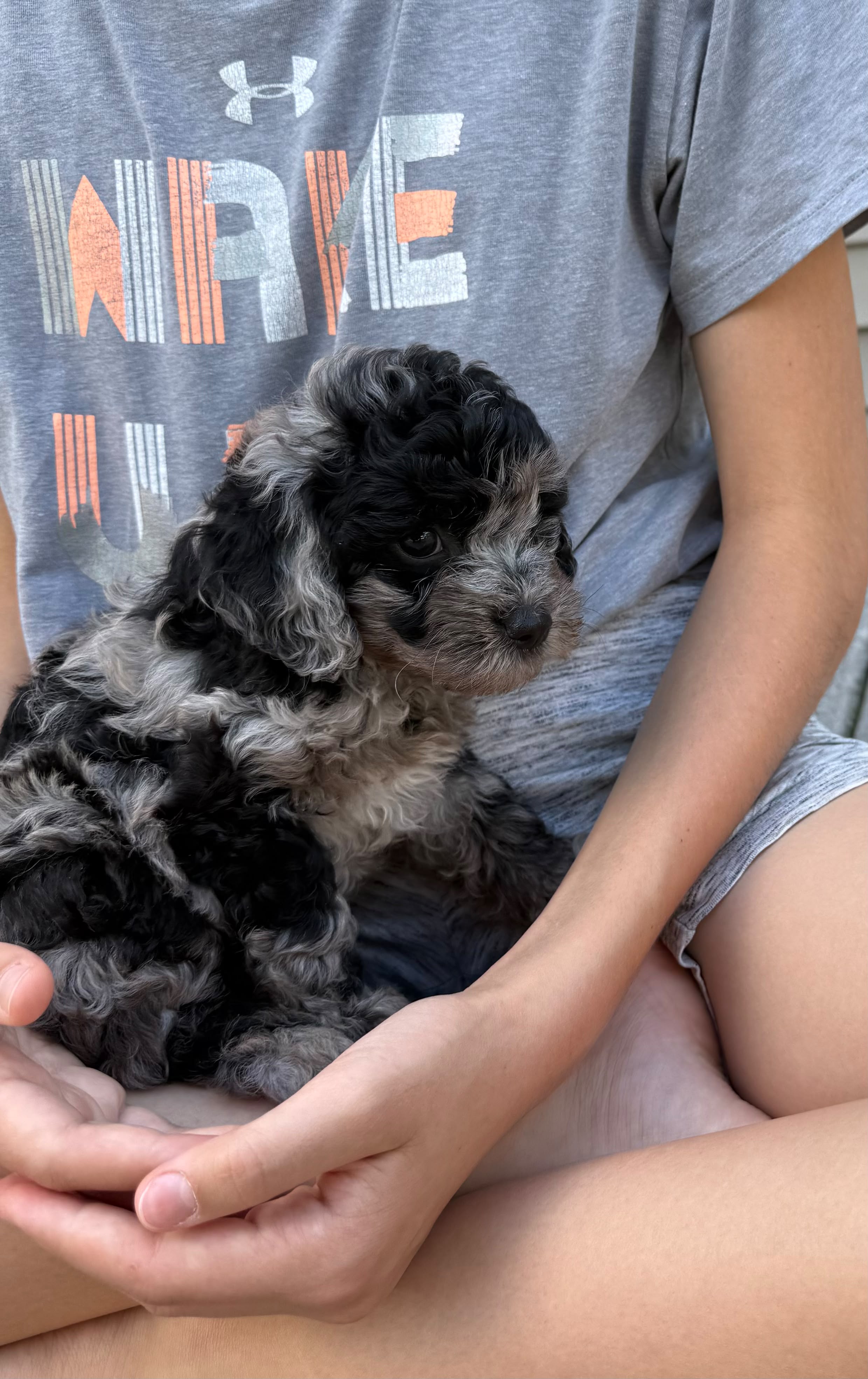 MERLE CAVAPOO MALE