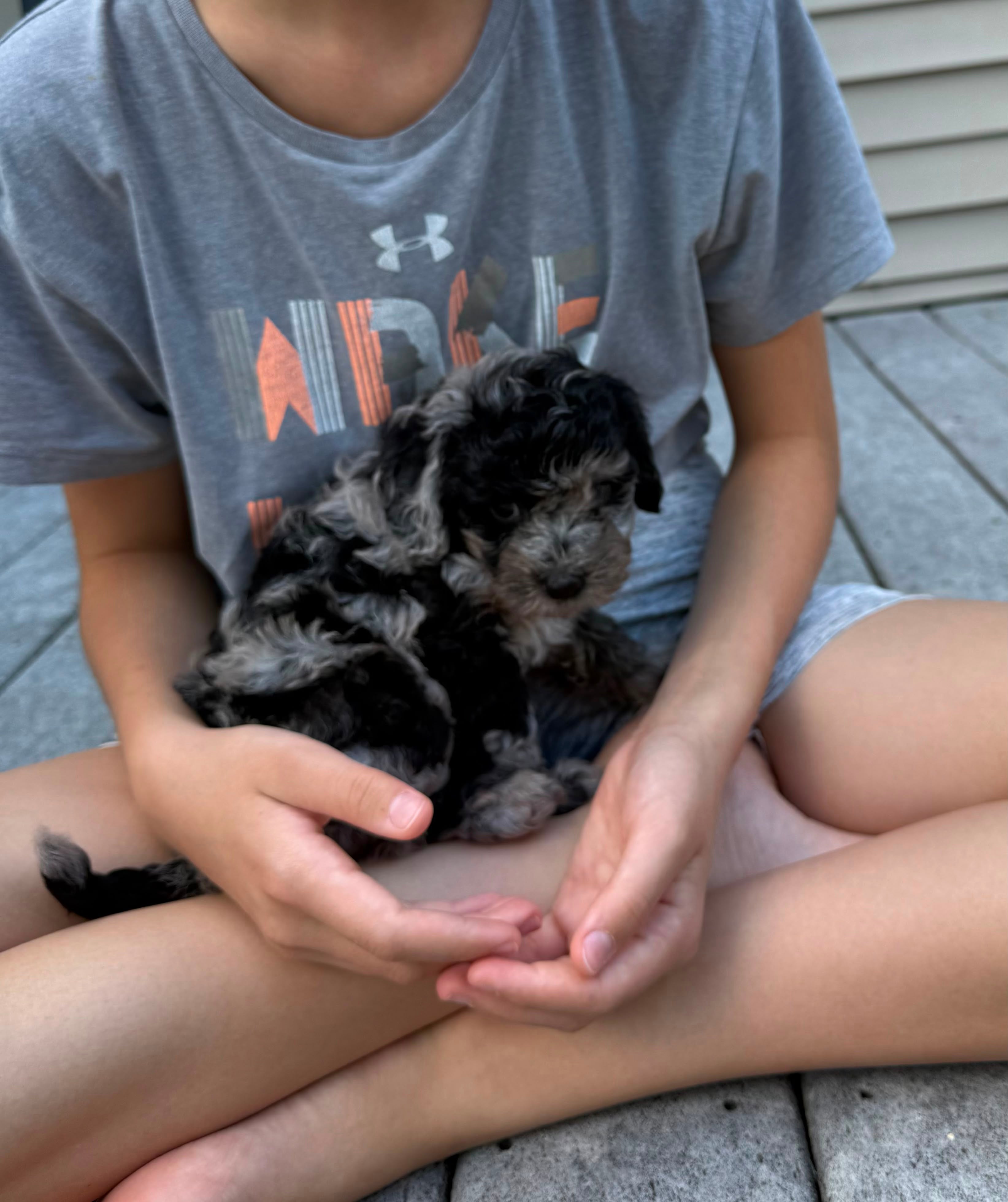 MERLE CAVAPOO MALE