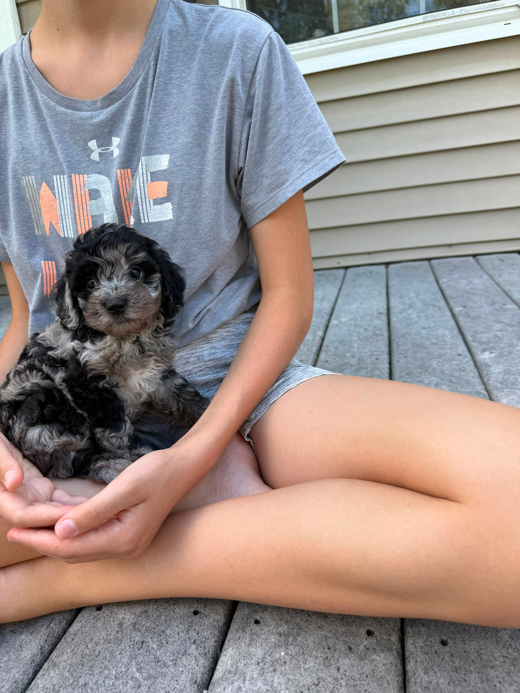MERLE CAVAPOO MALE