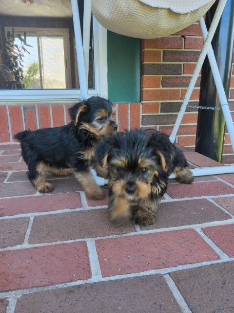 MALE YORKIES