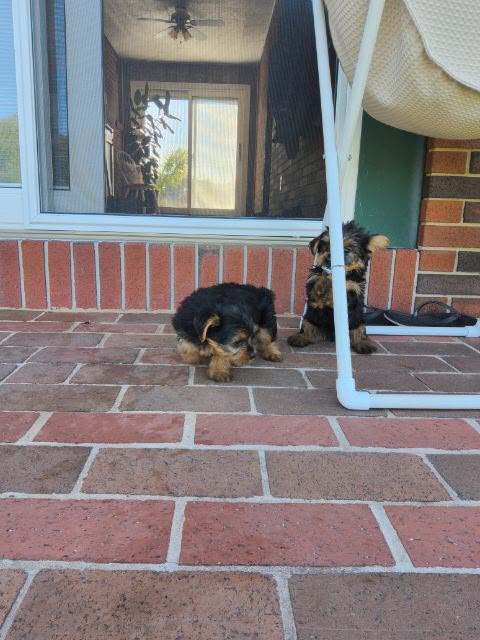 MALE YORKIES