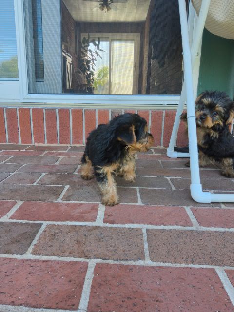 MALE YORKIES