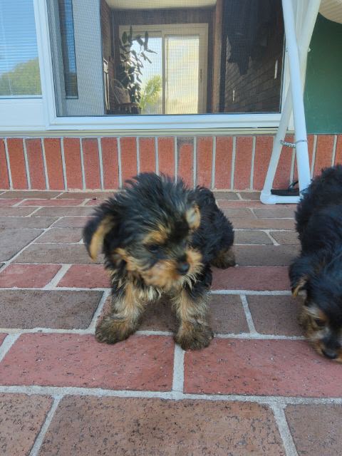 MALE YORKIES