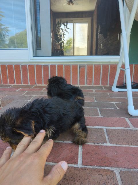 MALE YORKIES