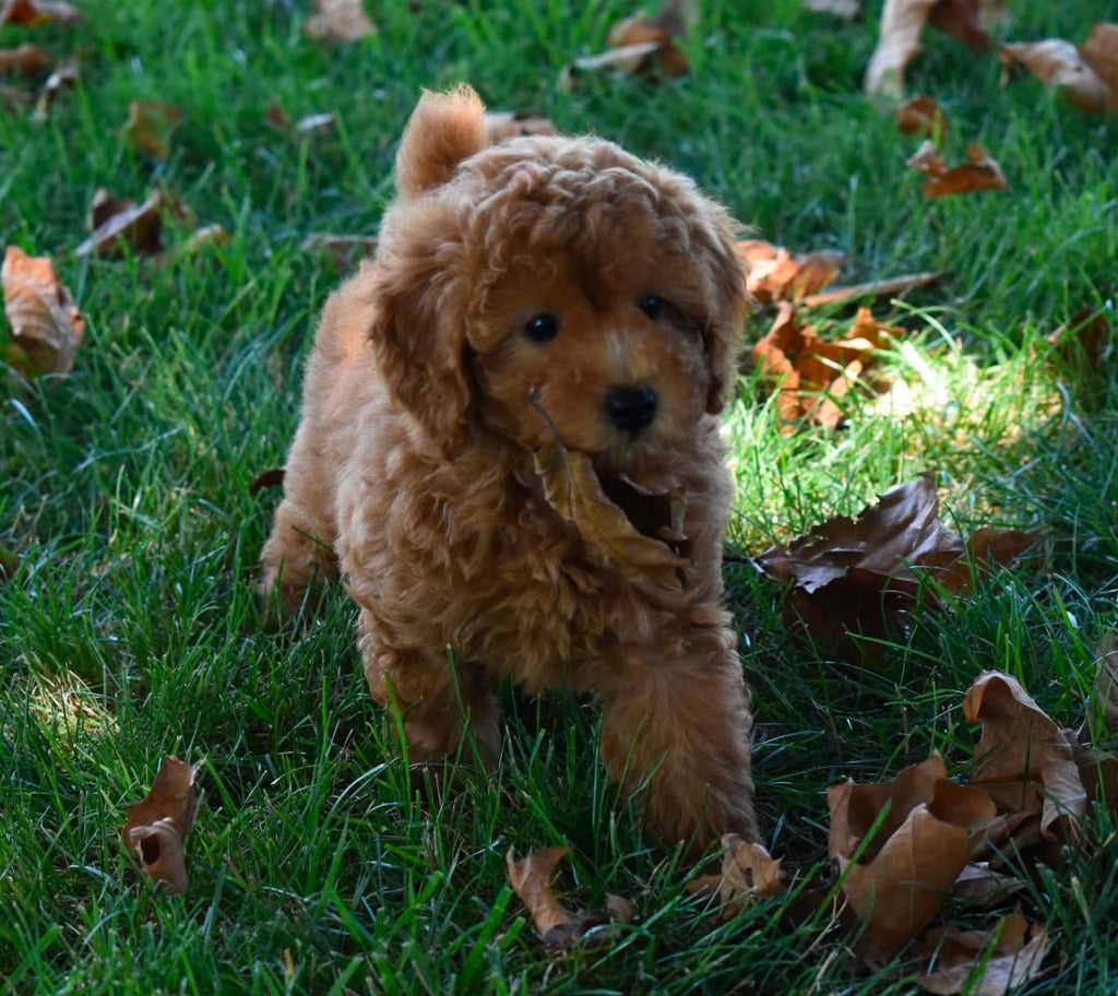 TOY POODLE MALE
