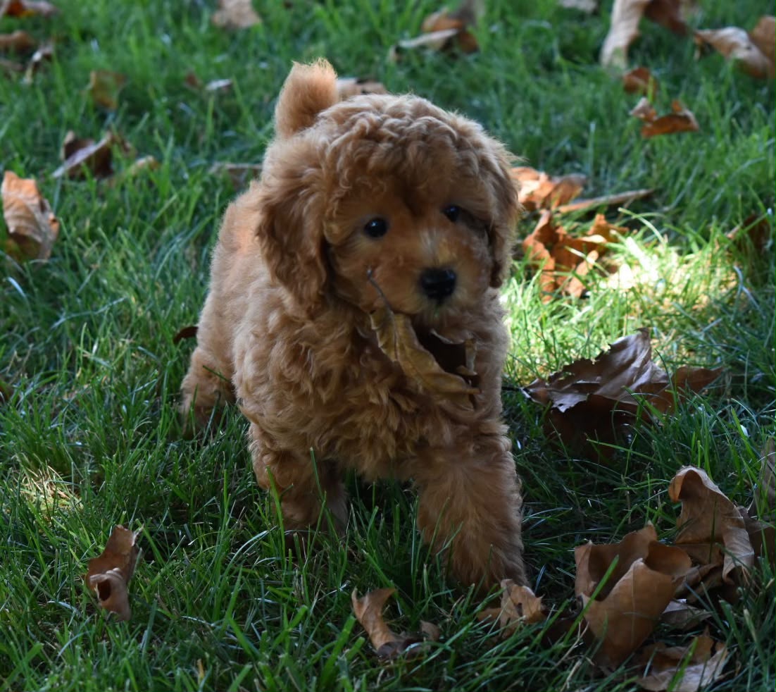 TOY POODLE MALE