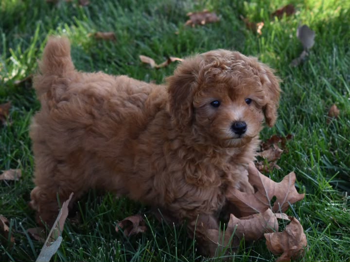 TOY POODLE MALE