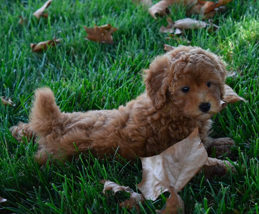 TOY POODLE MALE