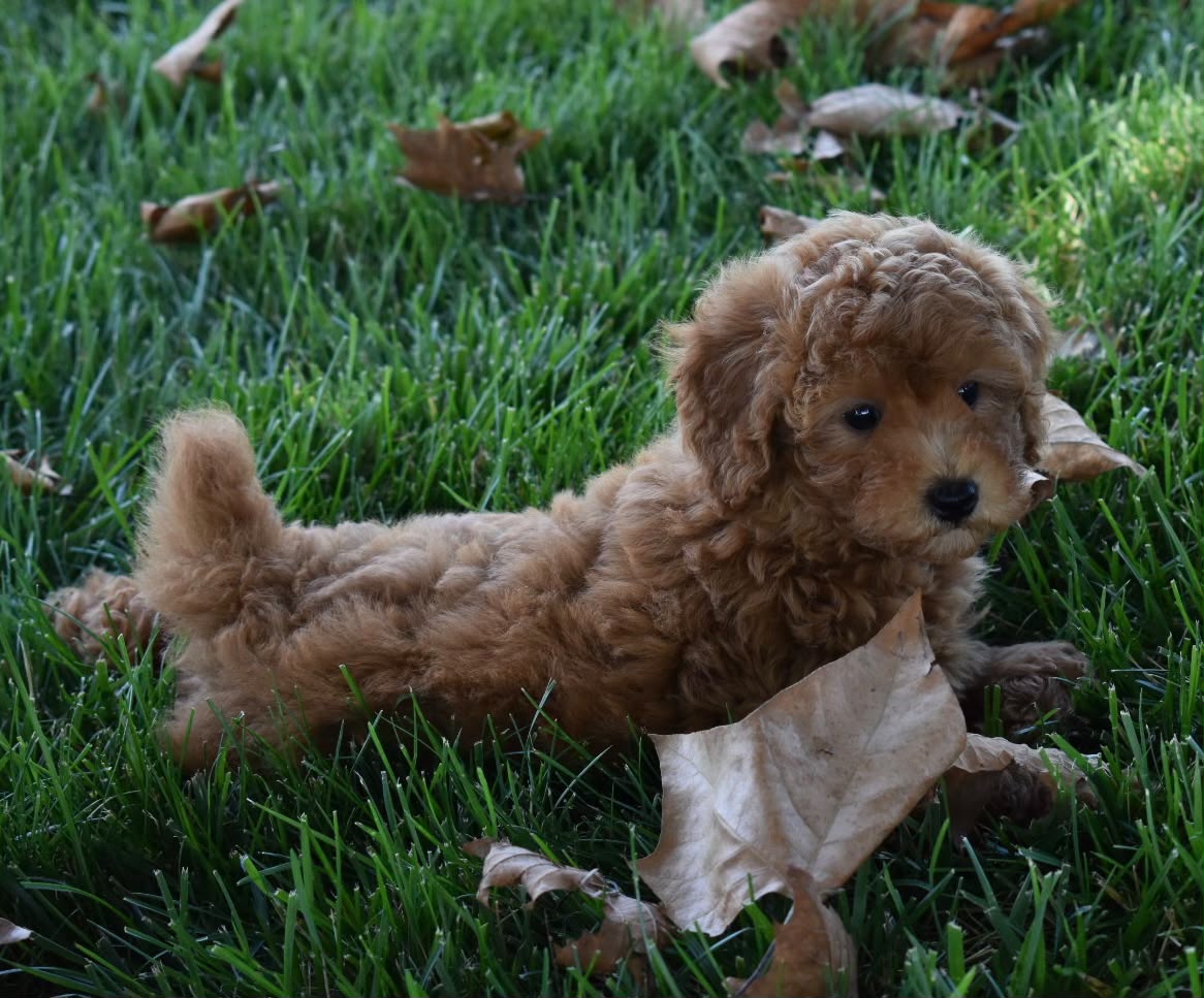 TOY POODLE MALE