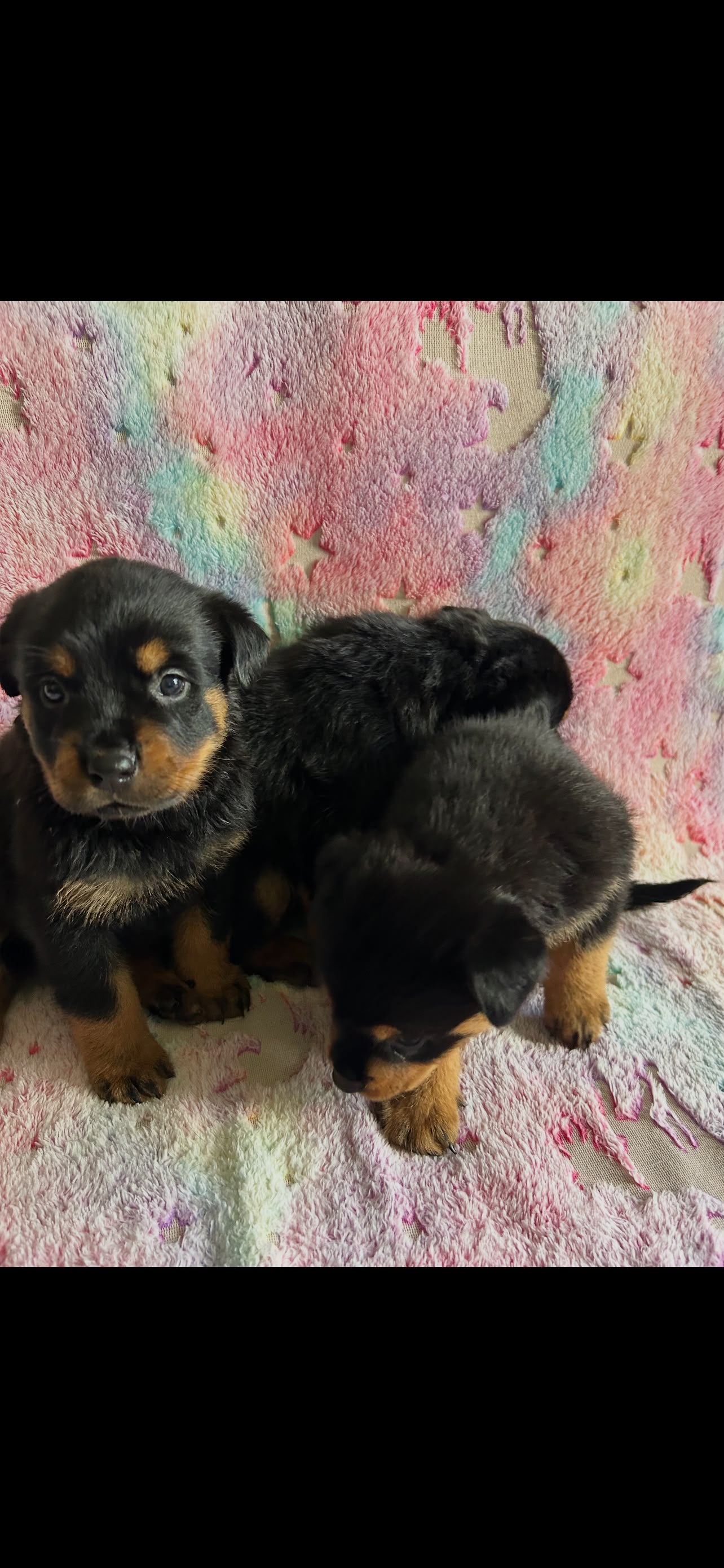 ROTTWEILER MALES AND FEMALES AVAILABLE