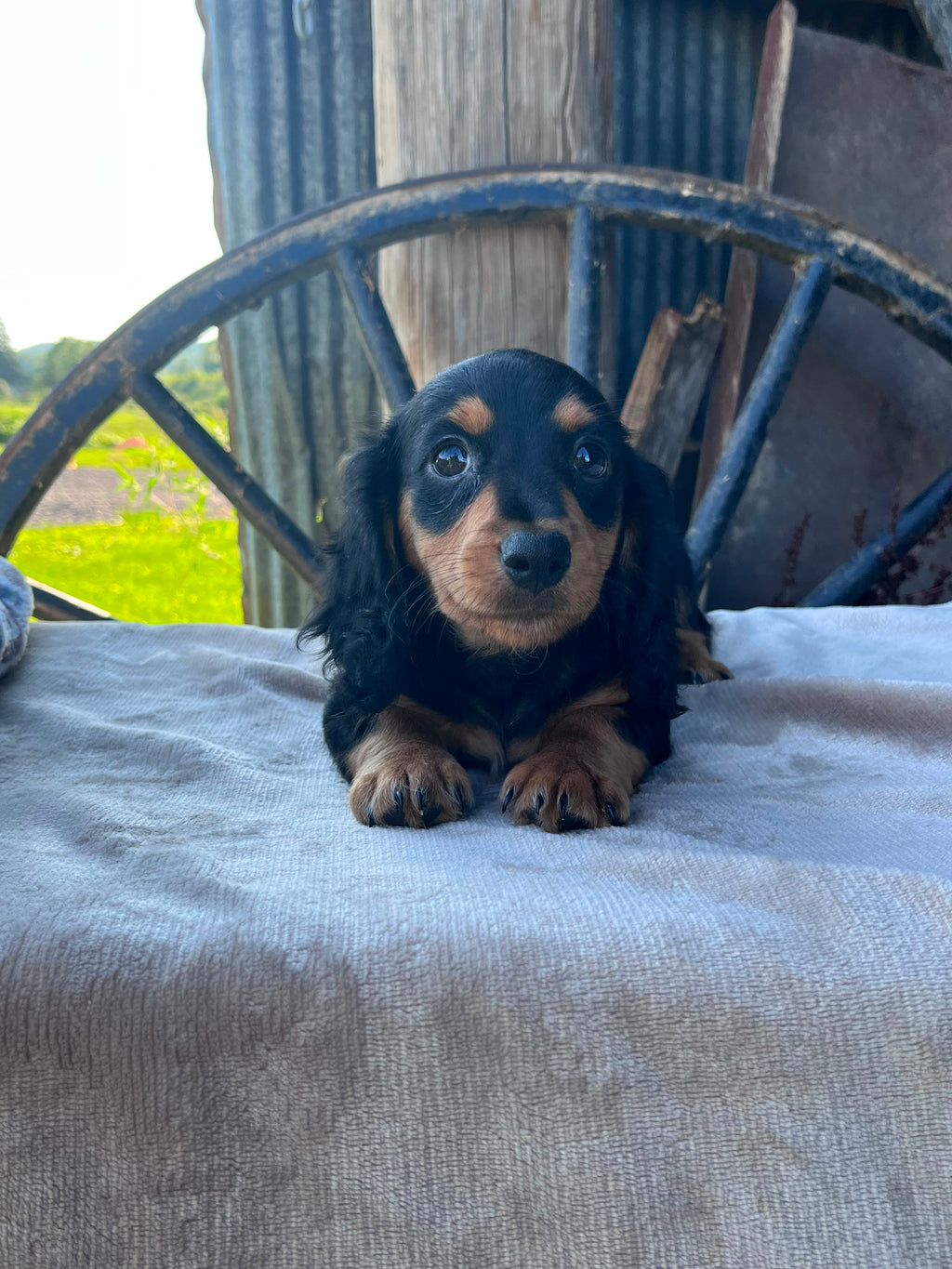 MINI DACHSHUNDS