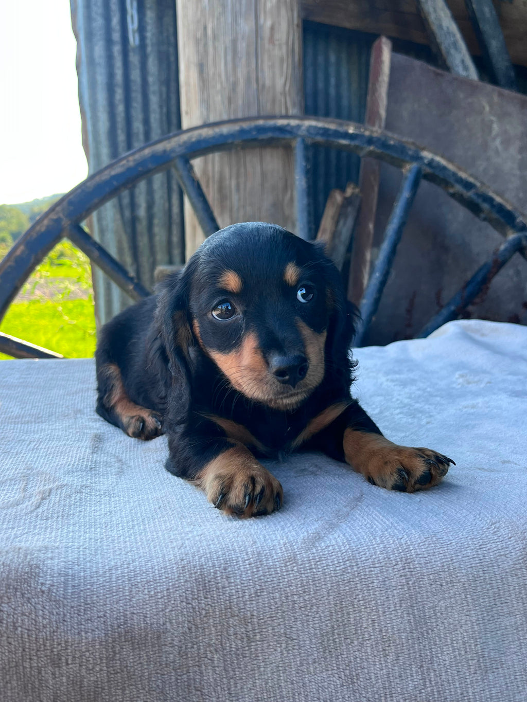 MINI DACHSHUNDS