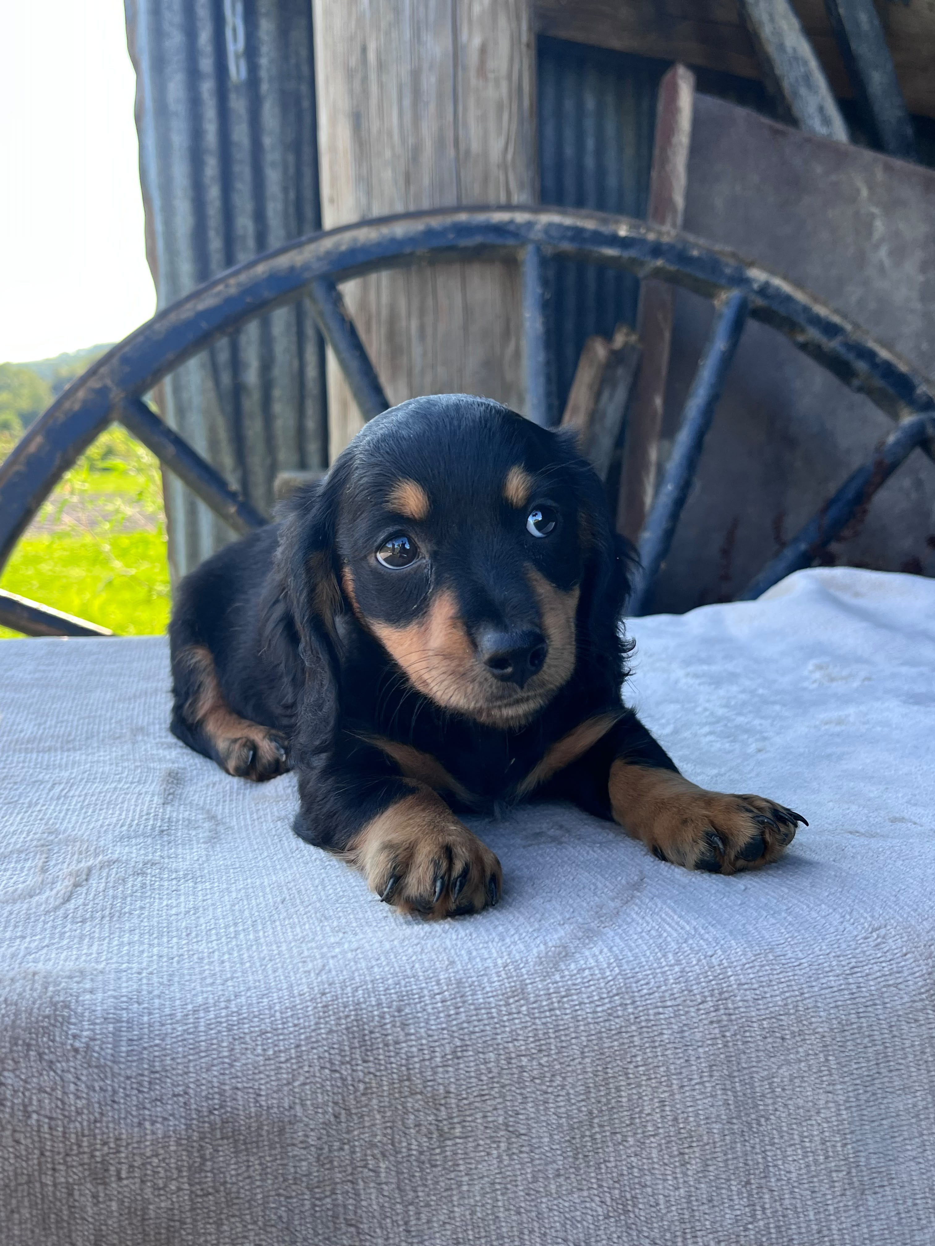 MINI DACHSHUNDS