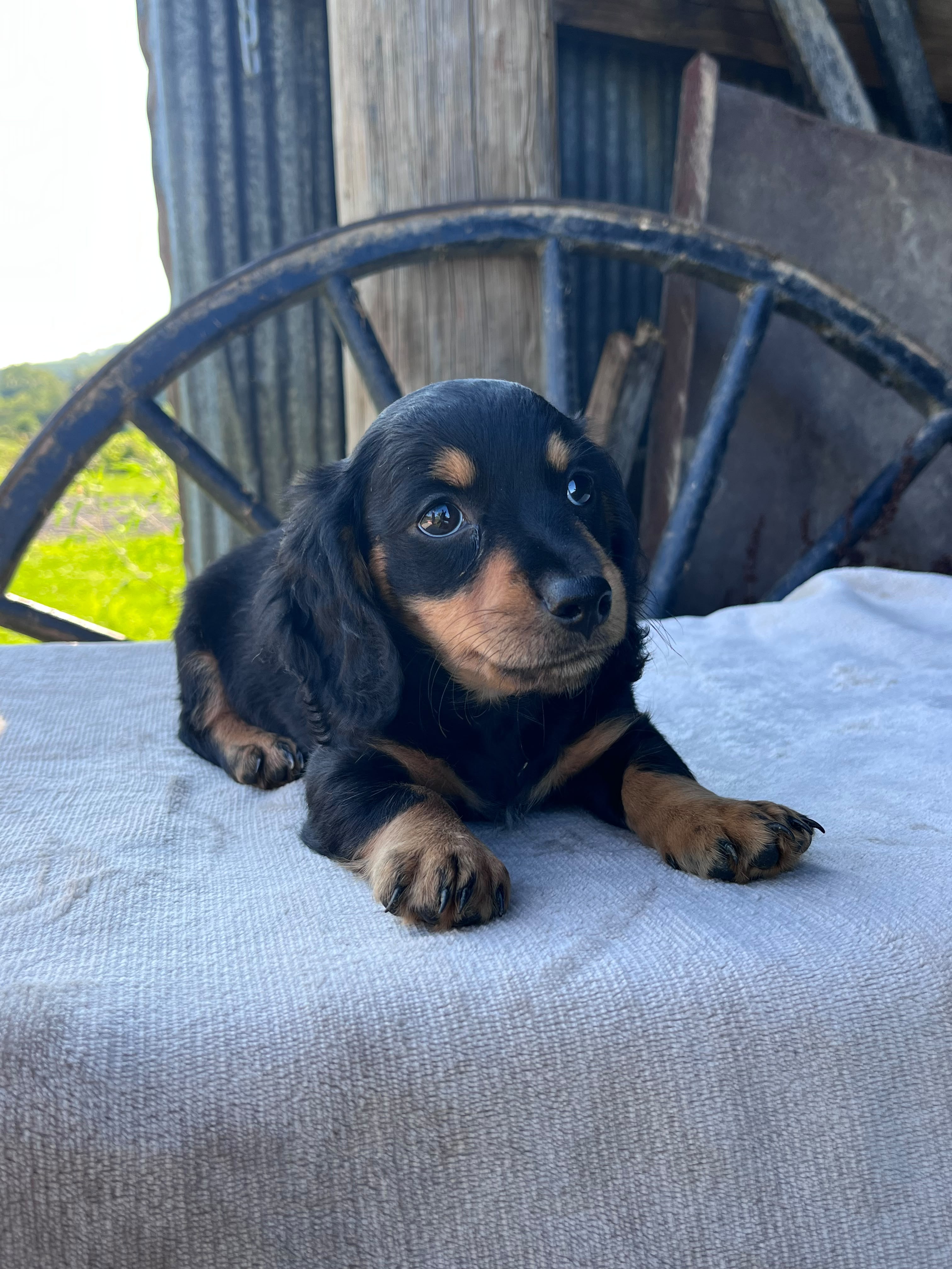 MINI DACHSHUNDS