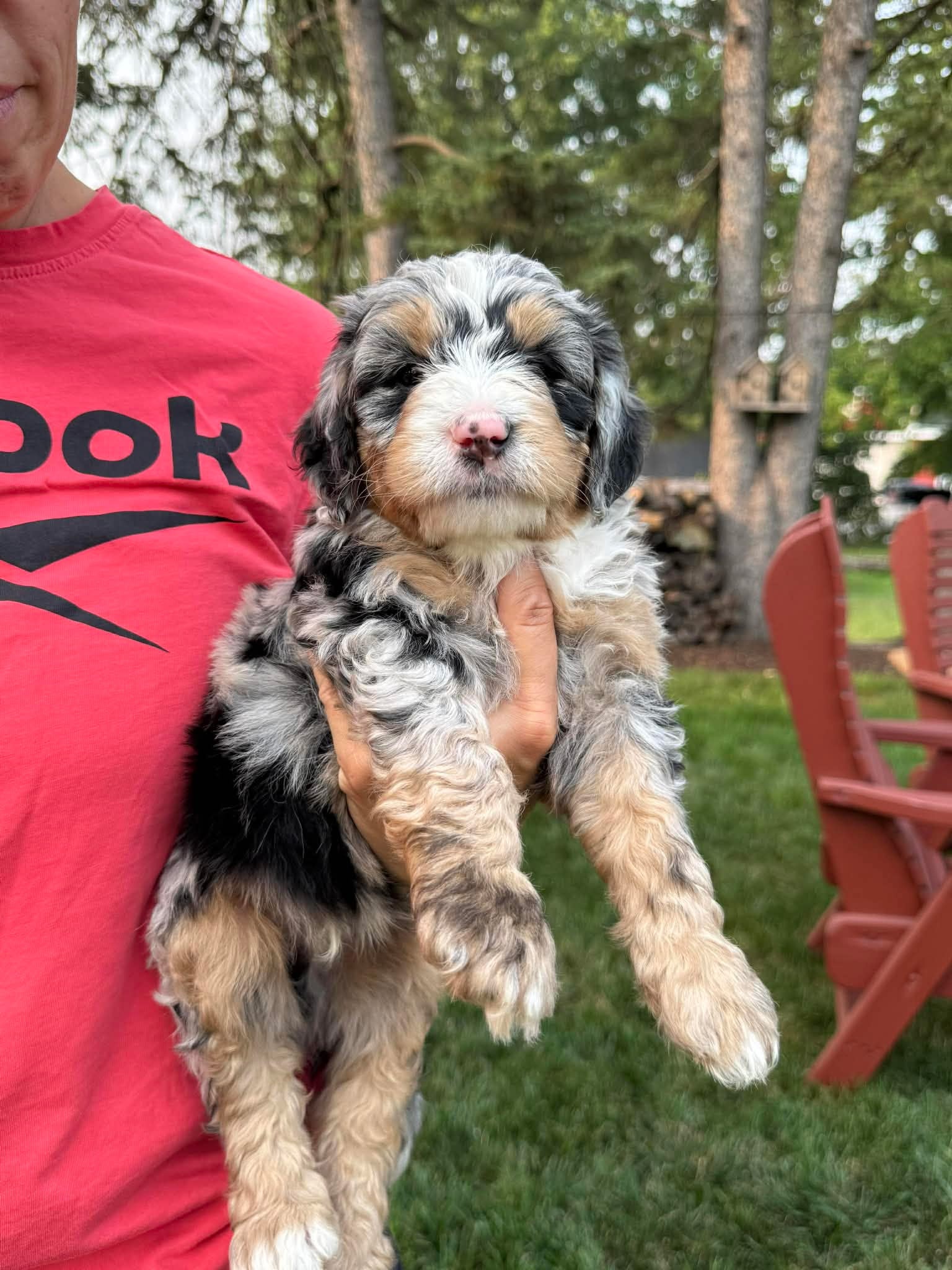 BERNEDOODLE MALE