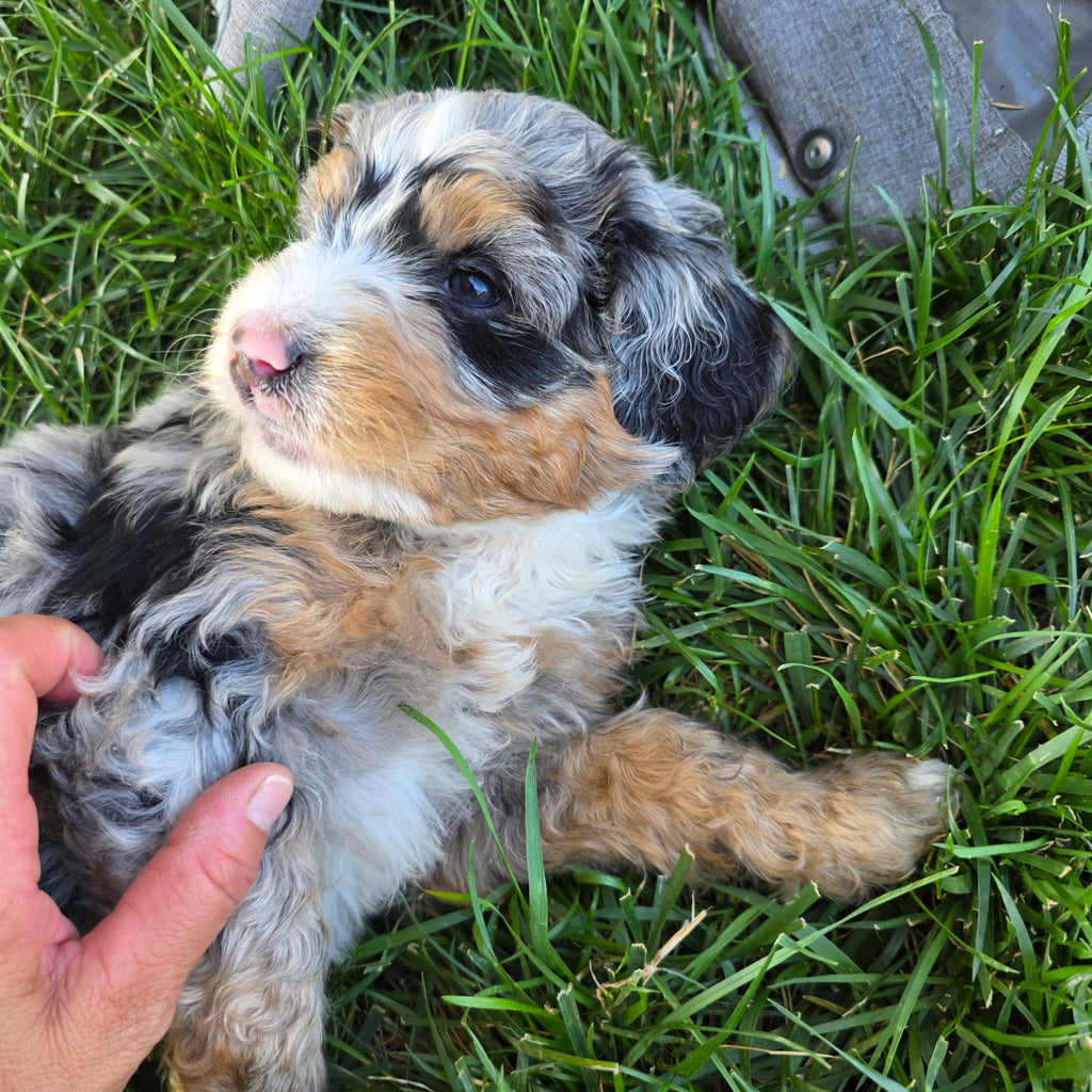 BERNEDOODLE MALE