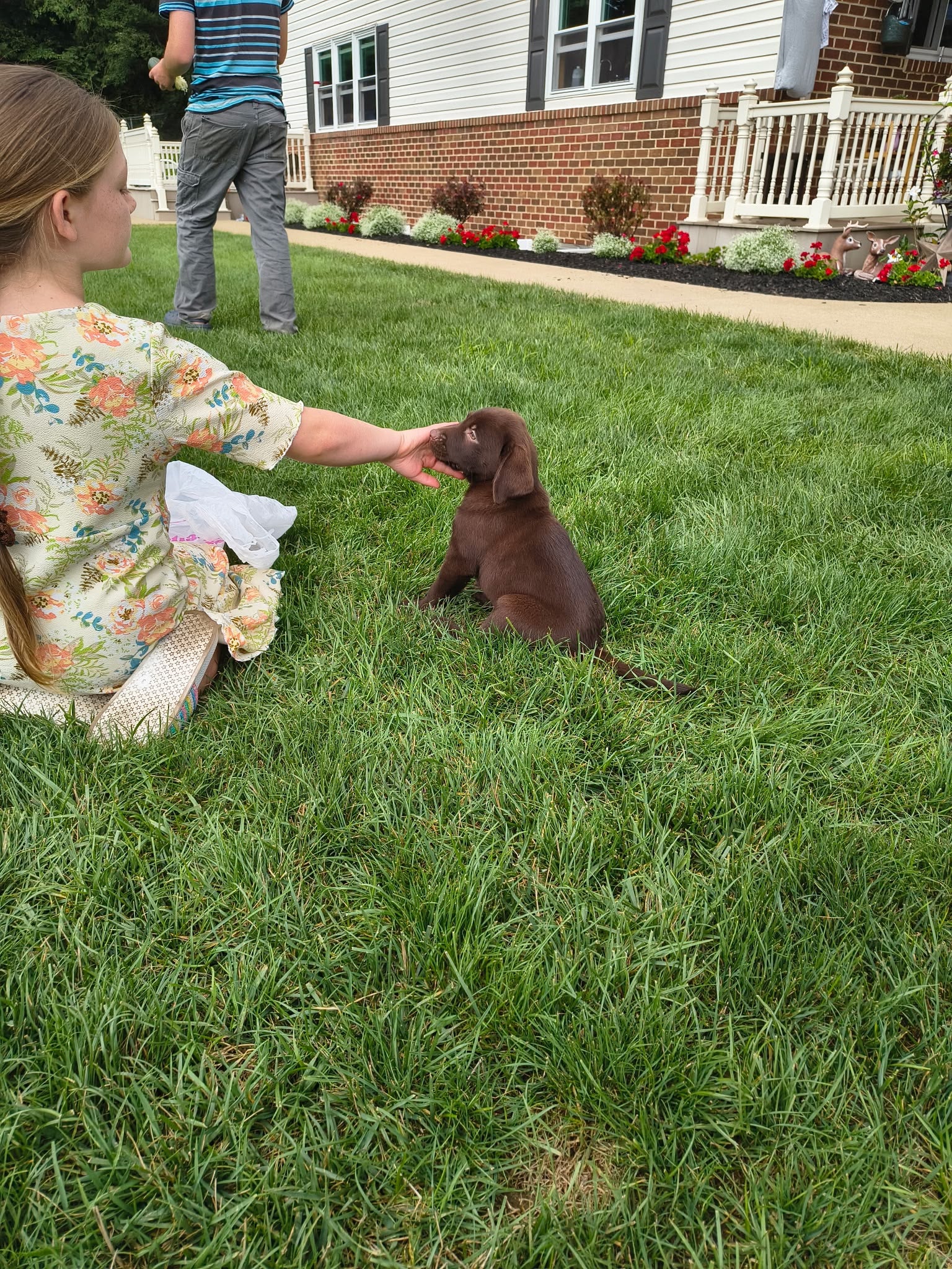 CHOCOLATE LABRADOR RETRIEVER