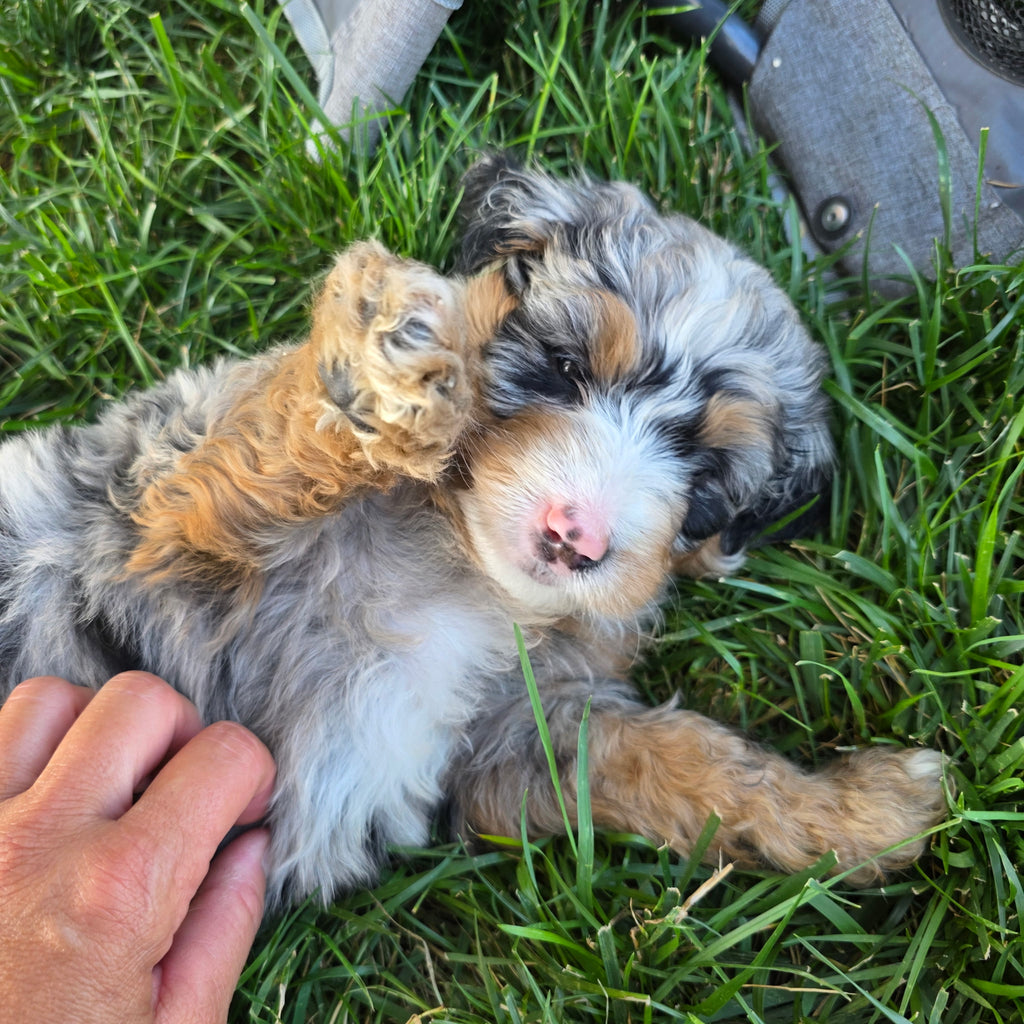 BERNEDOODLE MALE