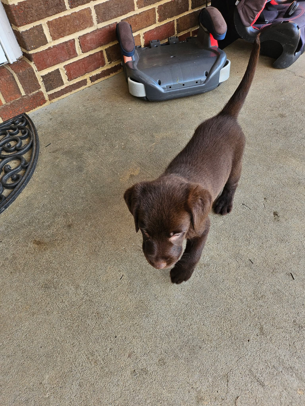 CHOCOLATE LABRADOR RETRIEVER