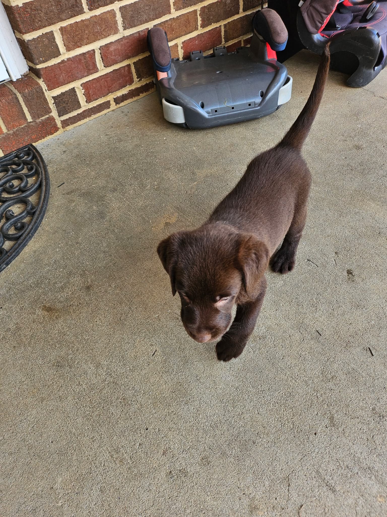 CHOCOLATE LABRADOR RETRIEVER