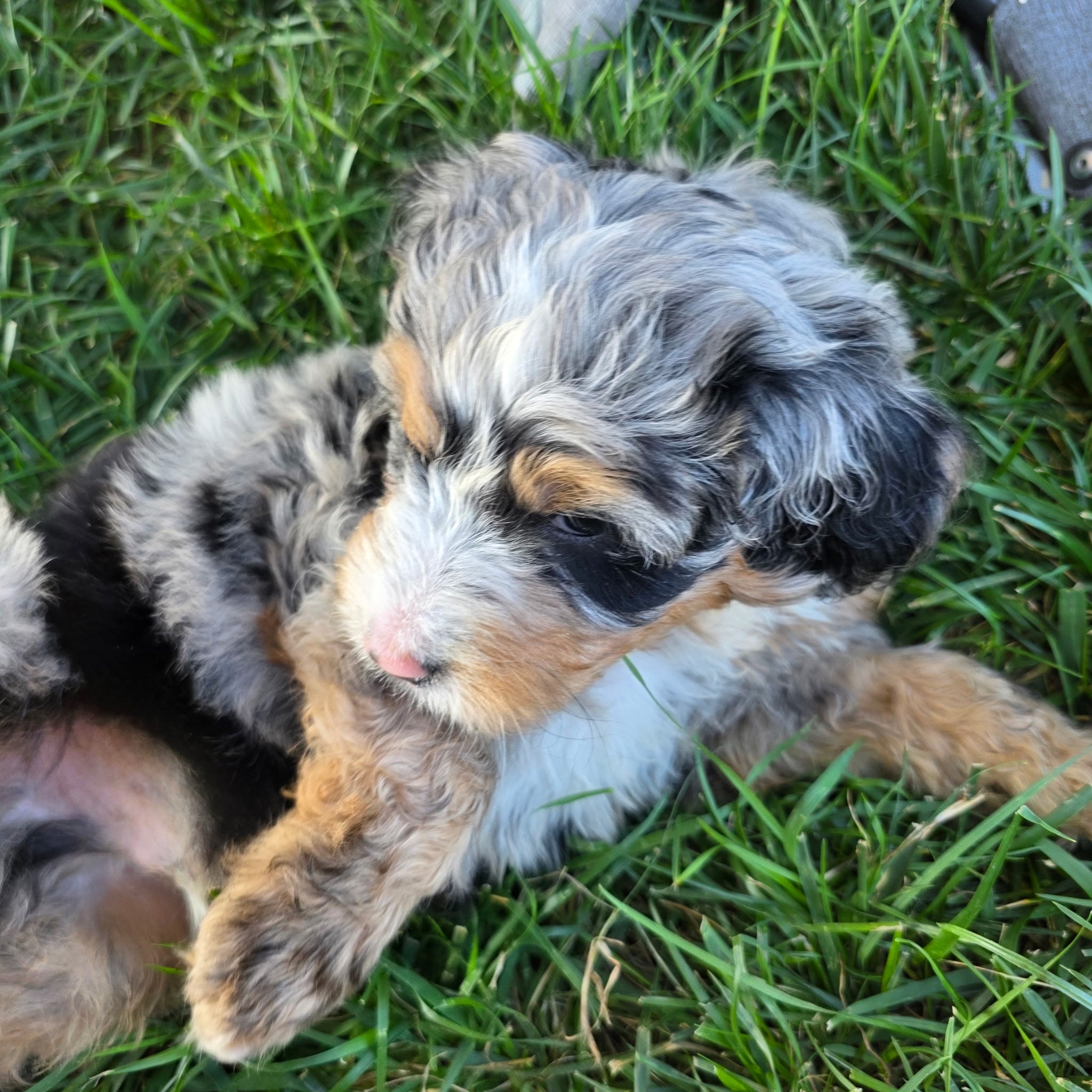BERNEDOODLE MALE