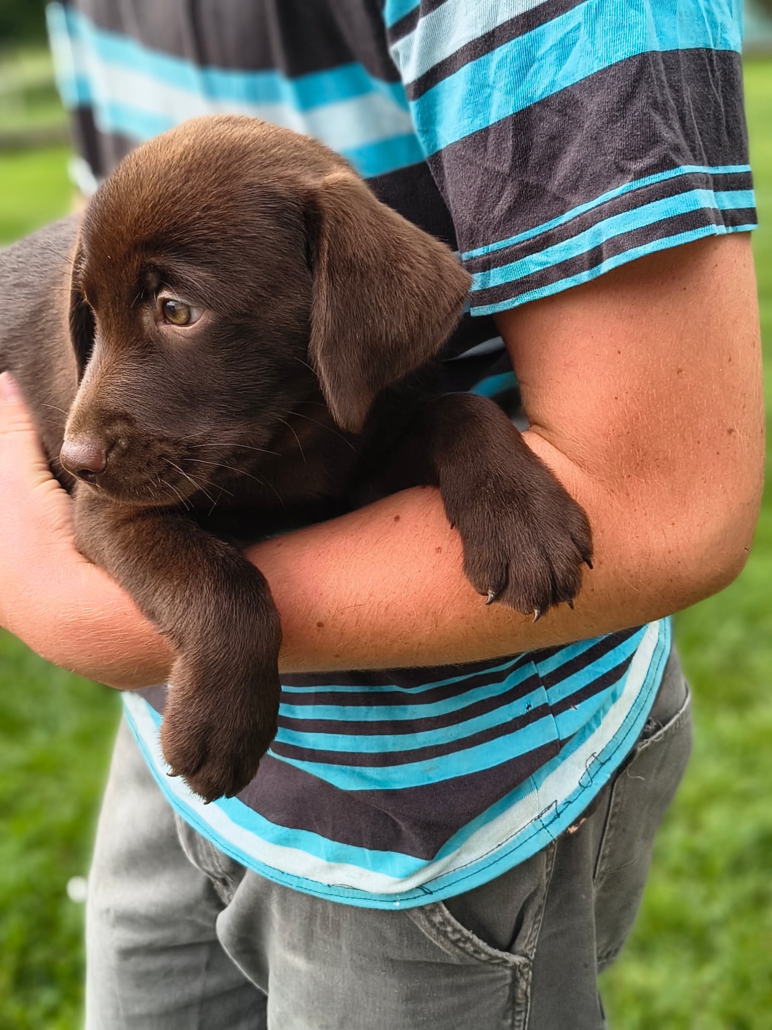 CHOCOLATE LABRADOR RETRIEVER