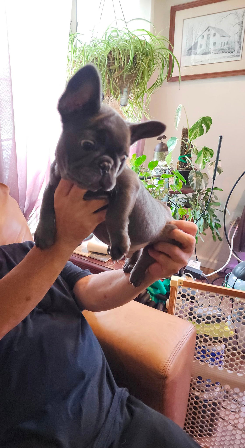 BLUE FRENCH BULLDOGS
