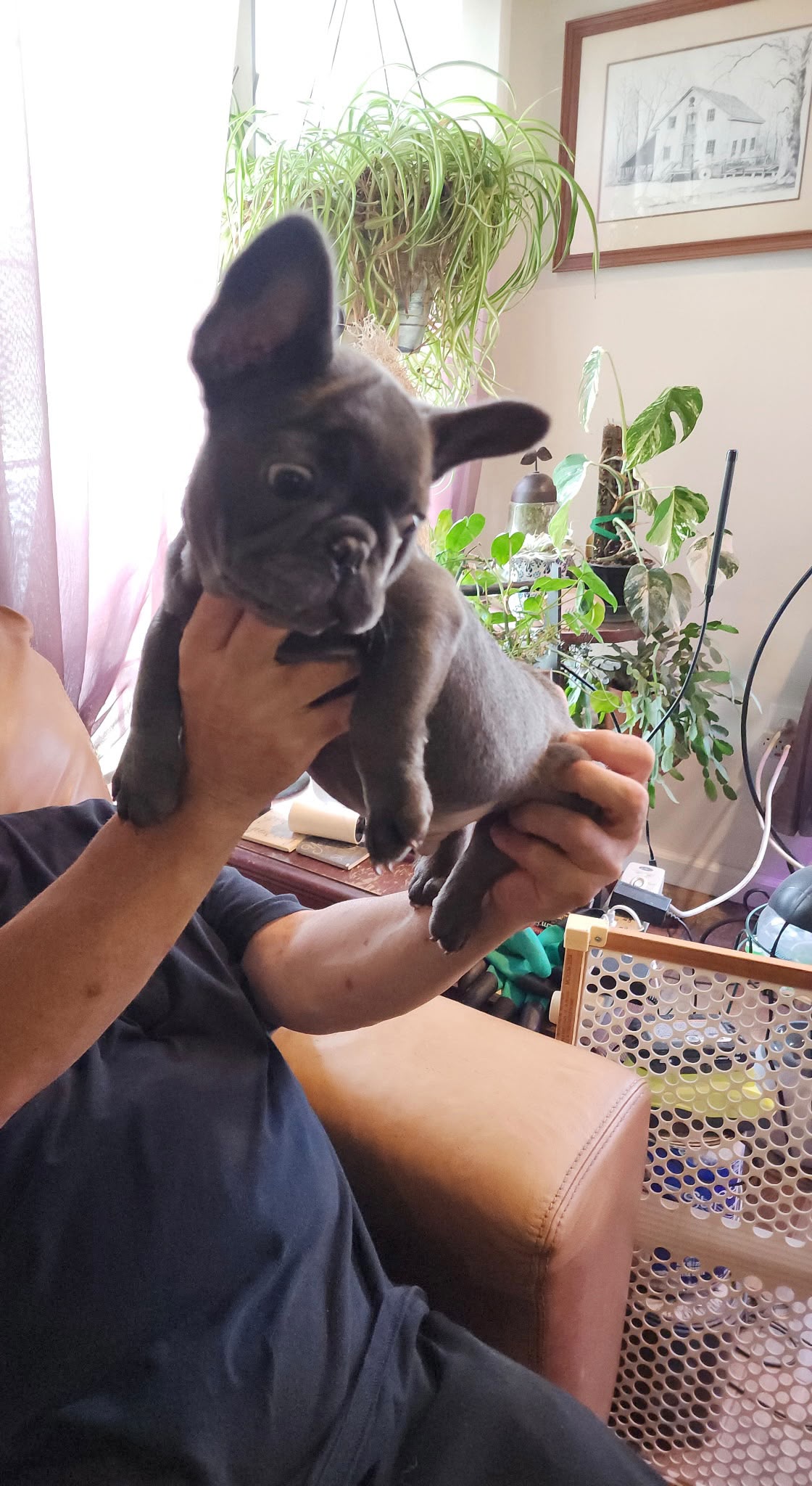 BLUE FRENCH BULLDOGS