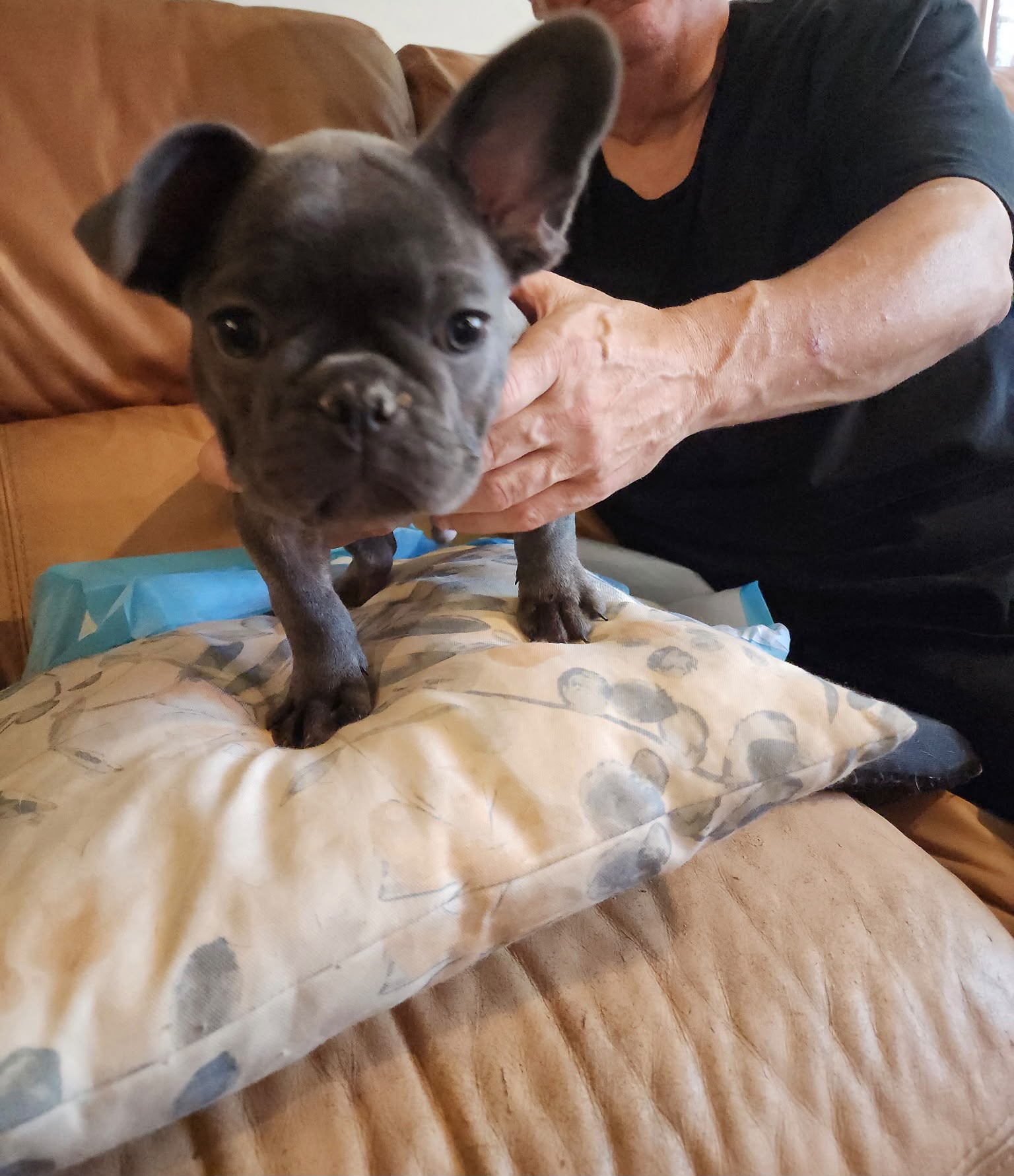 BLUE FRENCH BULLDOGS