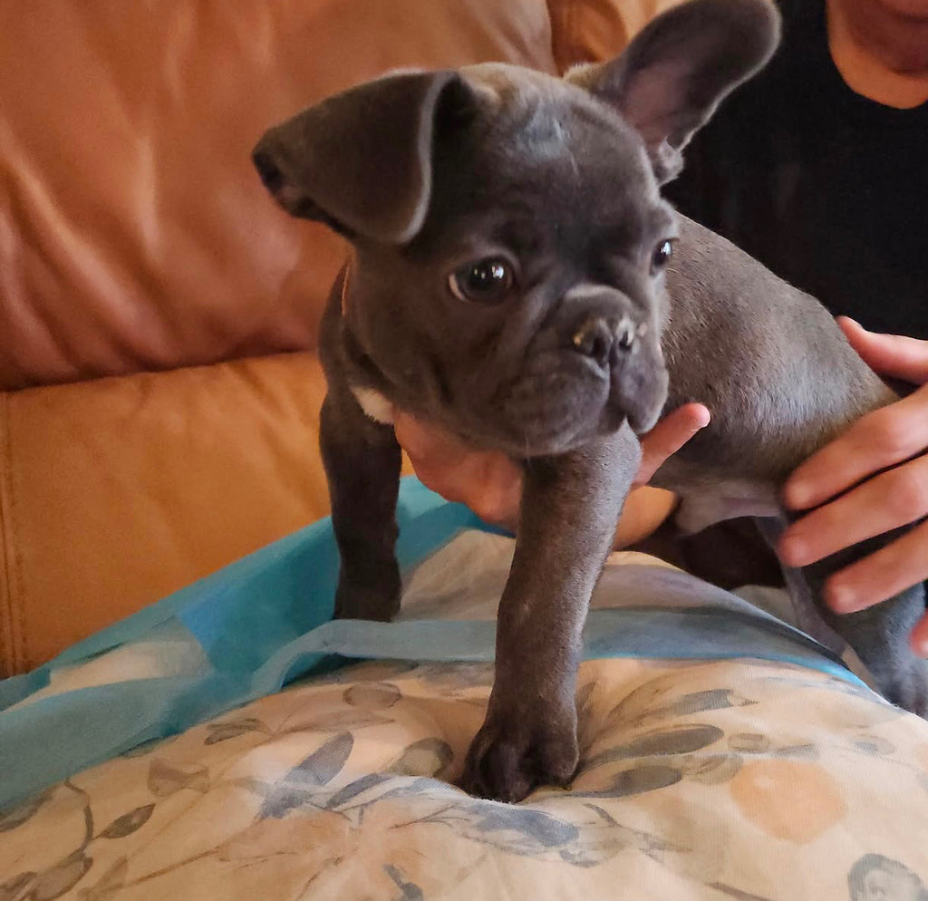 BLUE FRENCH BULLDOGS
