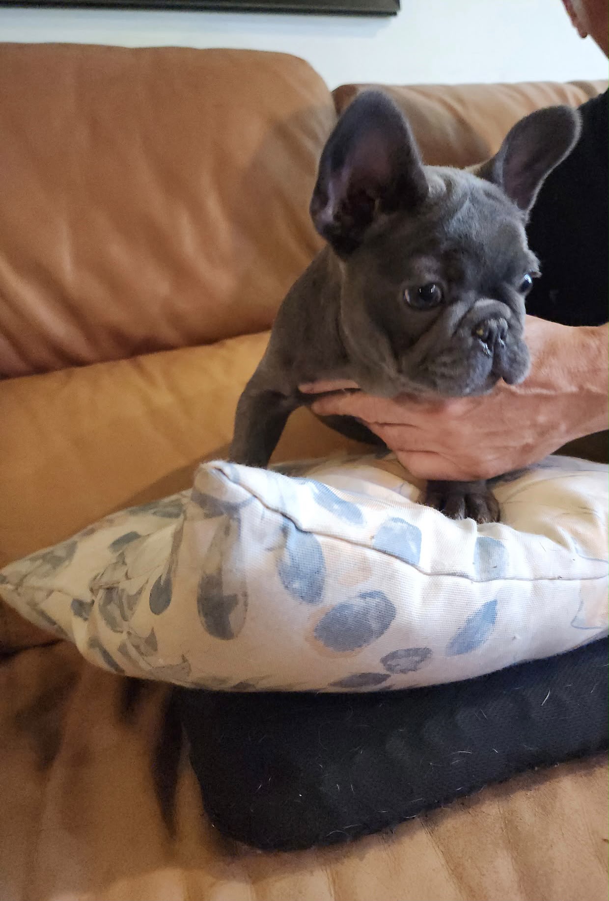 BLUE FRENCH BULLDOGS