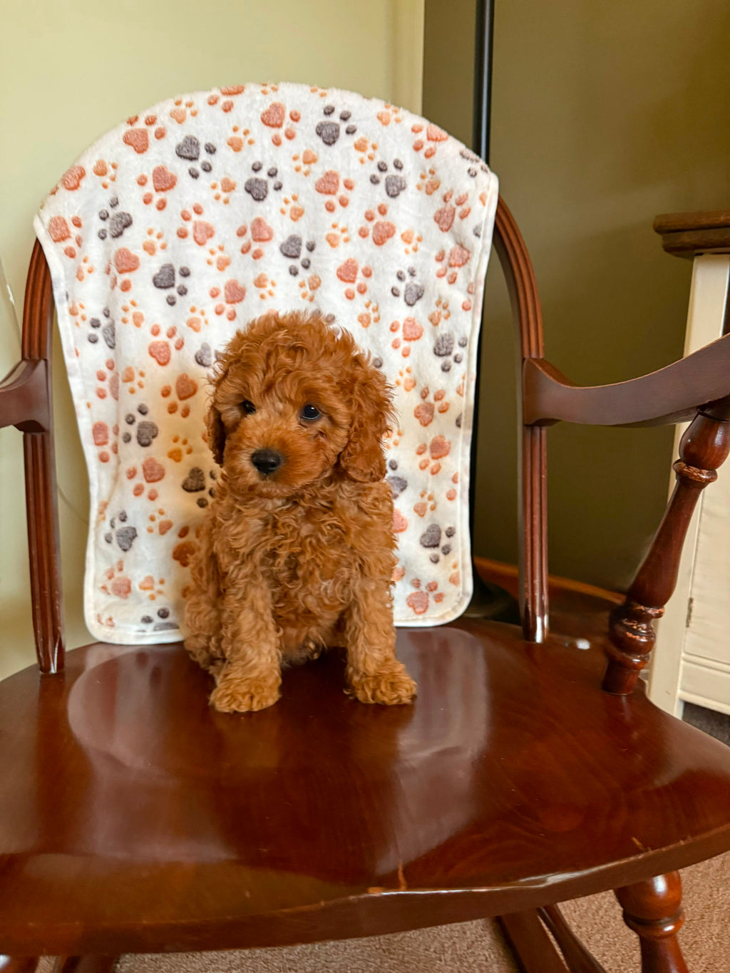 CAVAPOOS MULTIPLE VARIANTS AVAILABLE